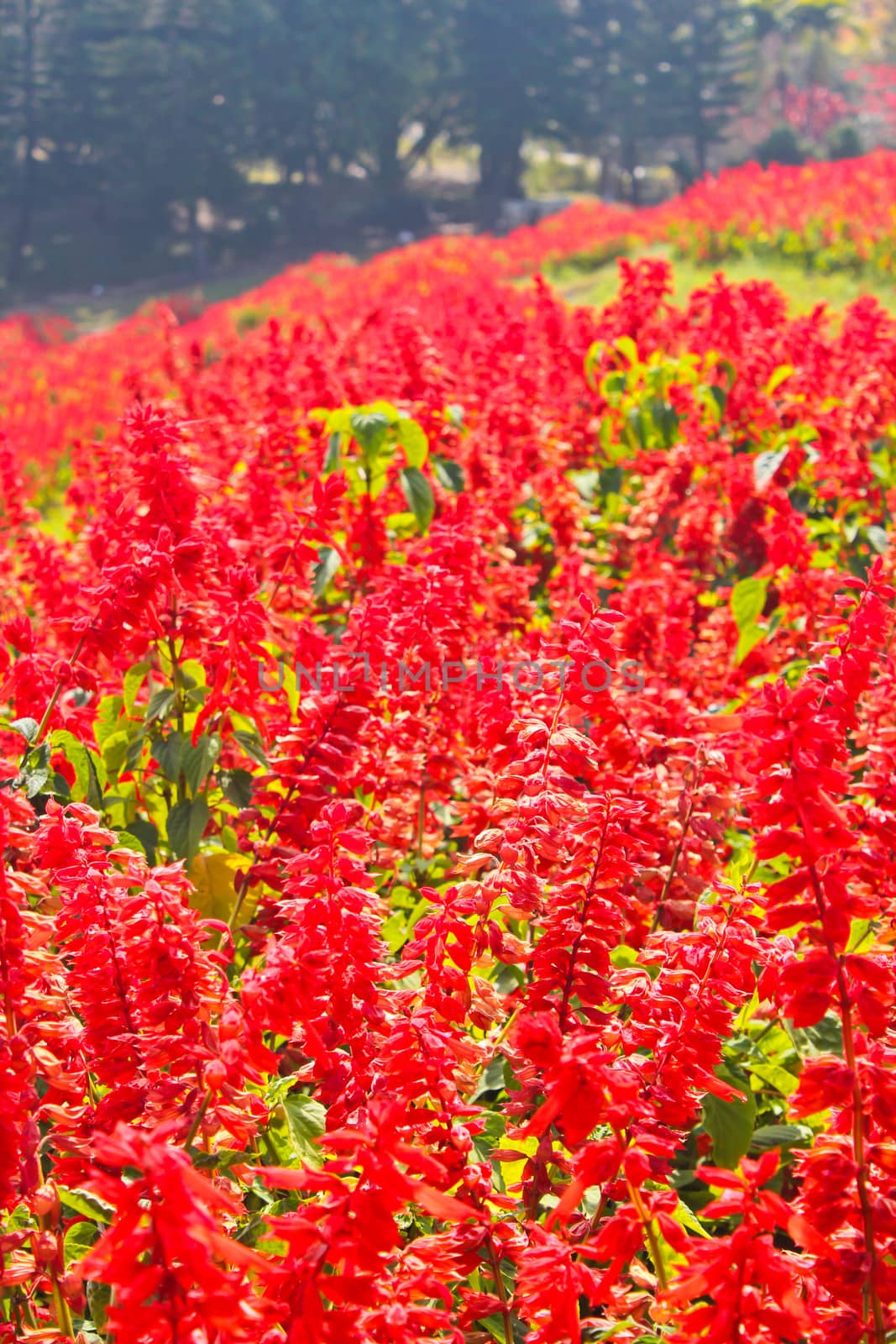 Red flower garden in Thailand