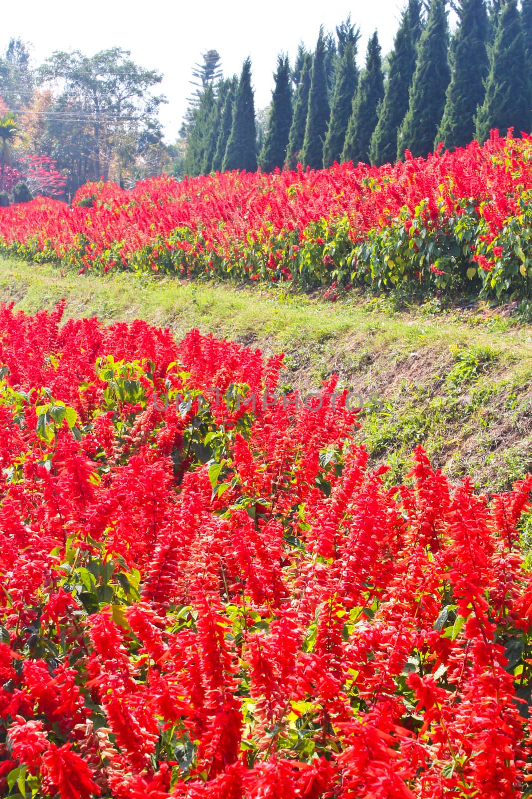 Red flower garden in Thailand