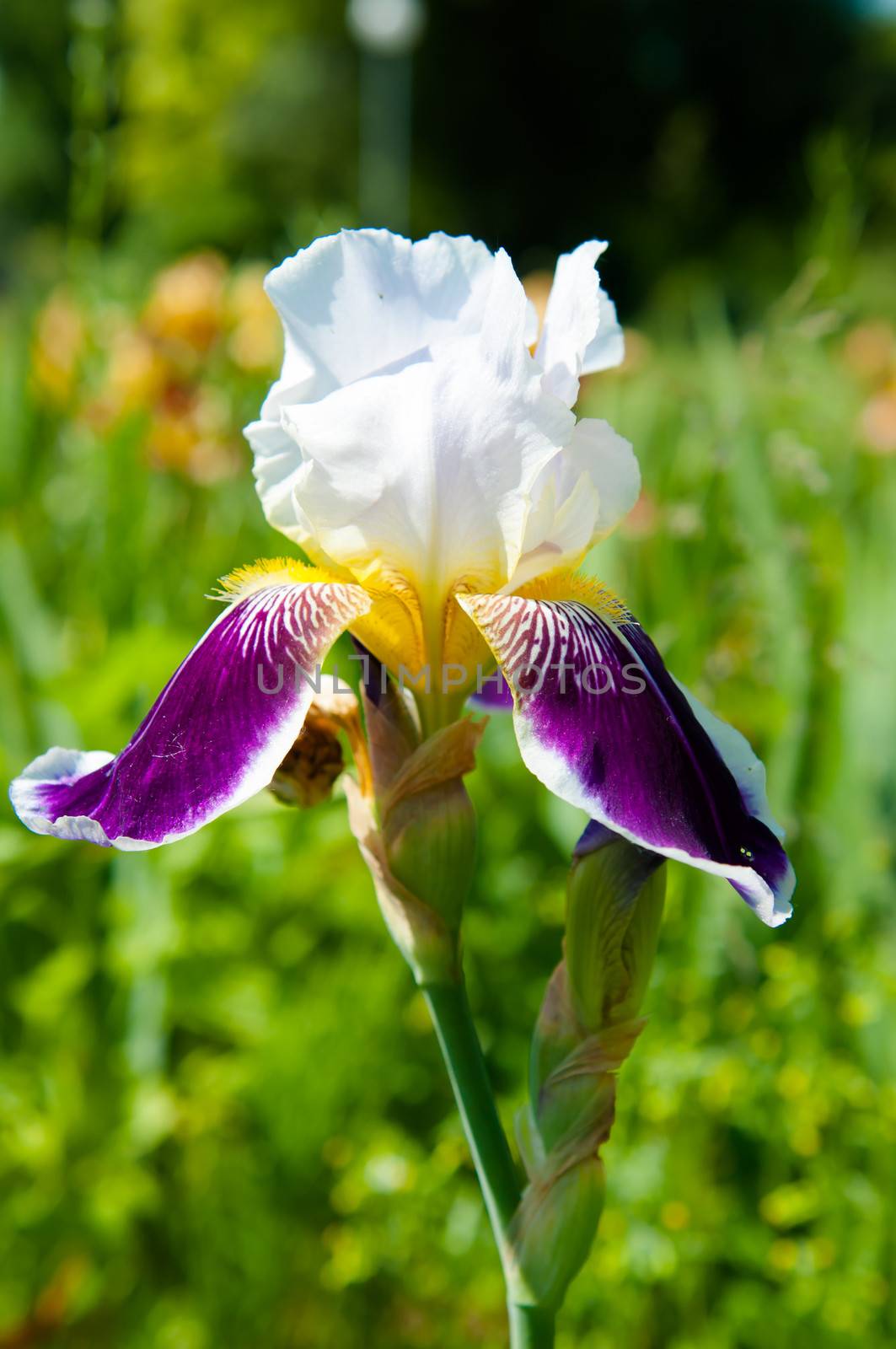 Blue irises blossoming in a garden. Closeup of iris flower.