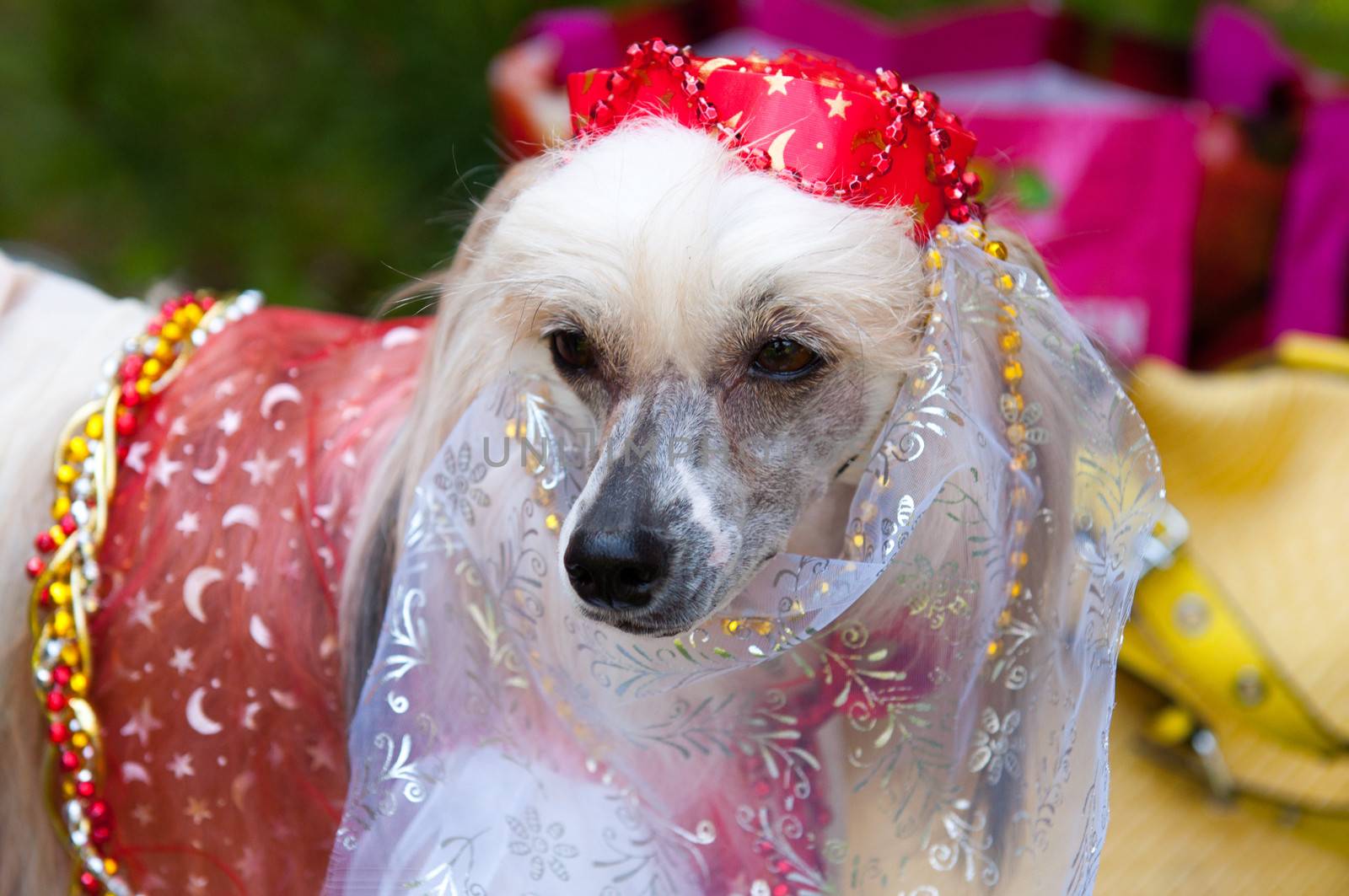 Groomed Chinese Crested Dog  - Powderpuff, three years month old.