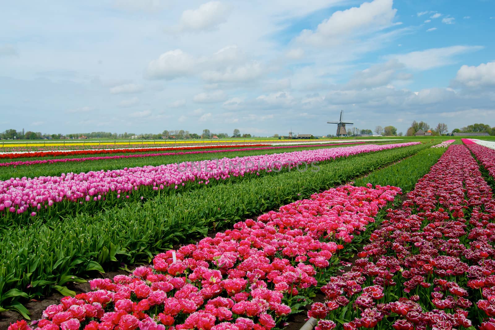 pPnk, red and orange tulip field in North Holland during spring.