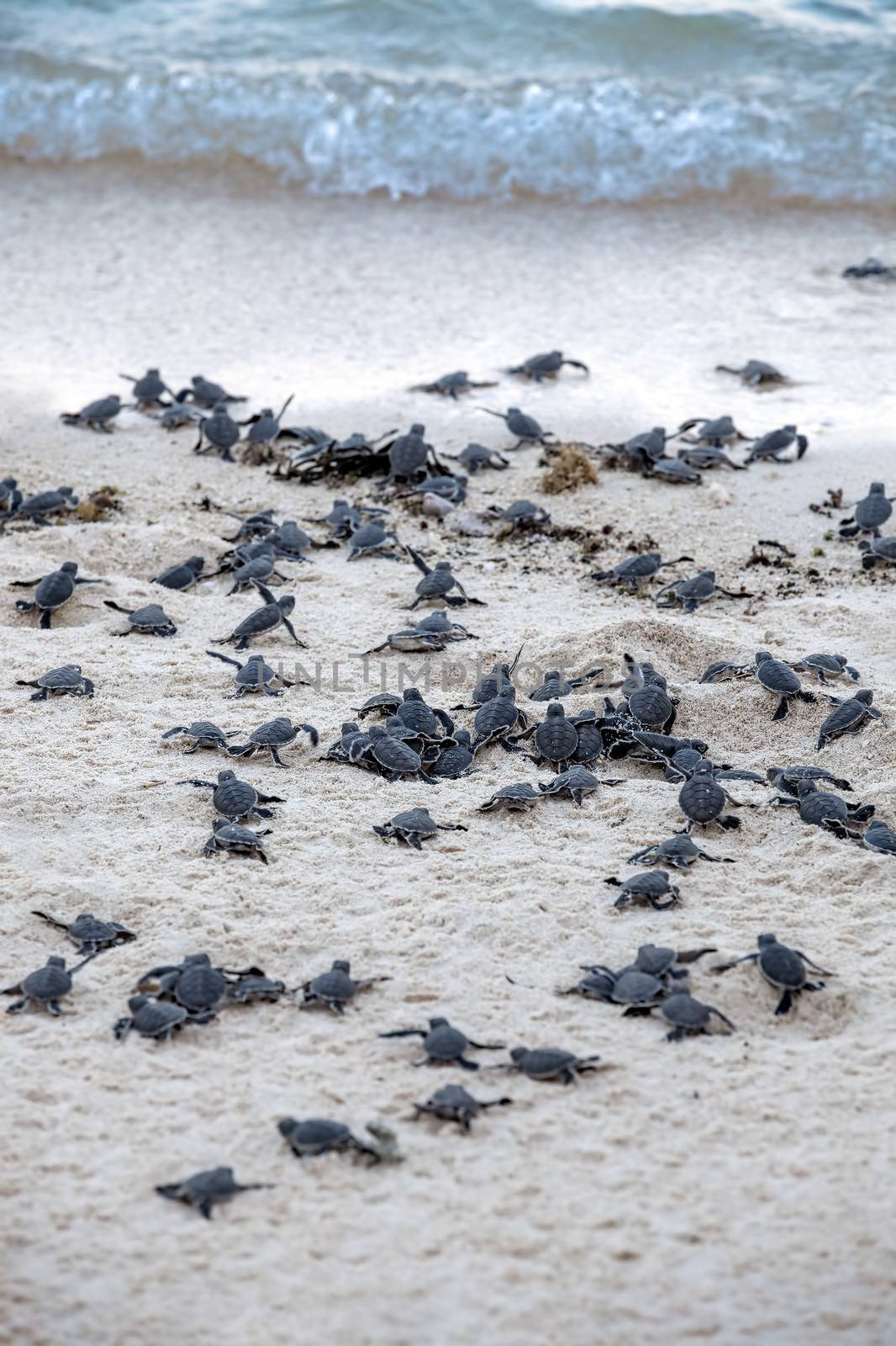 Turtle Hatchlings by kjorgen