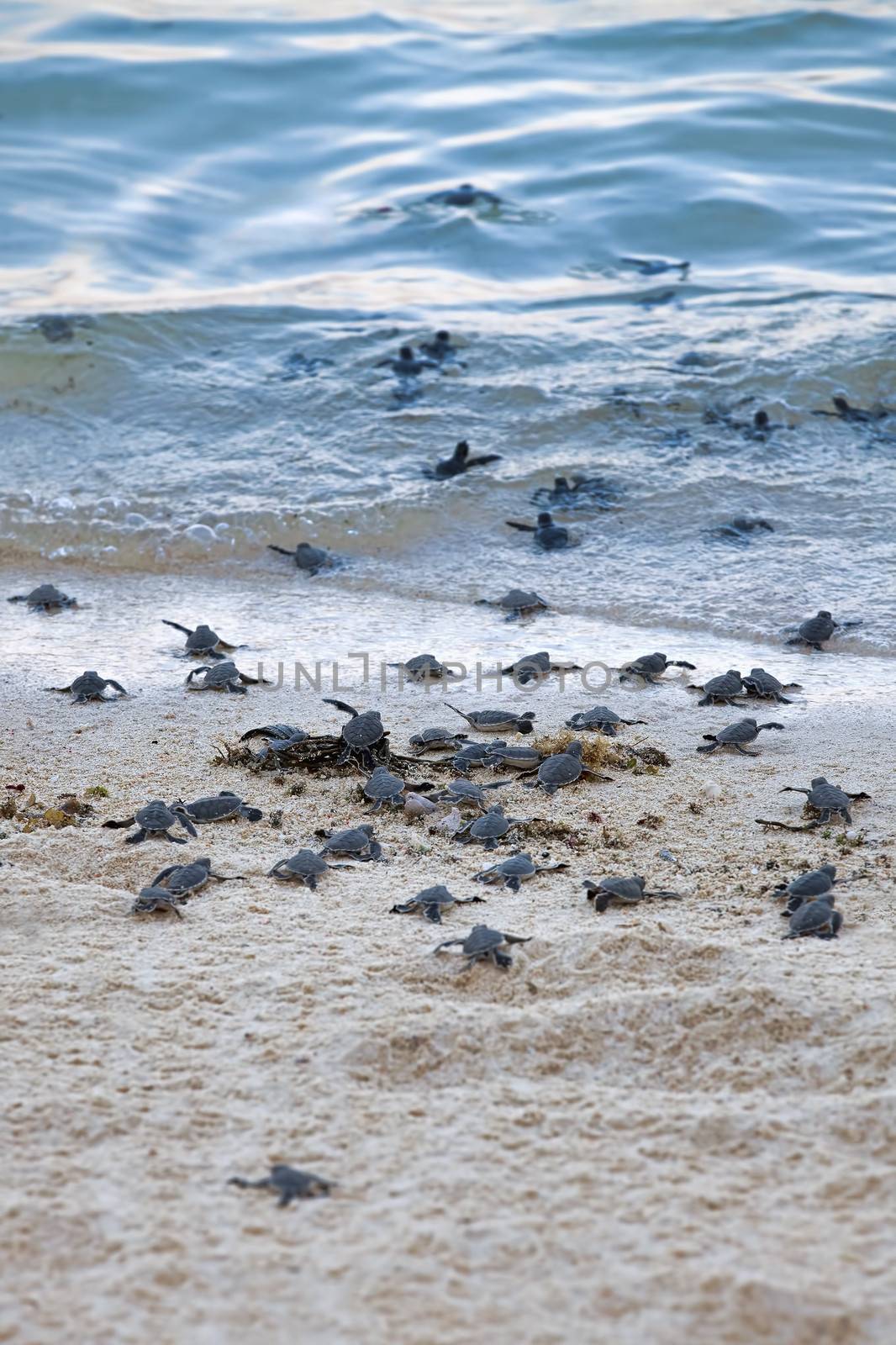 Turtle Hatchlings taking their first steps down the beach and into the ocean