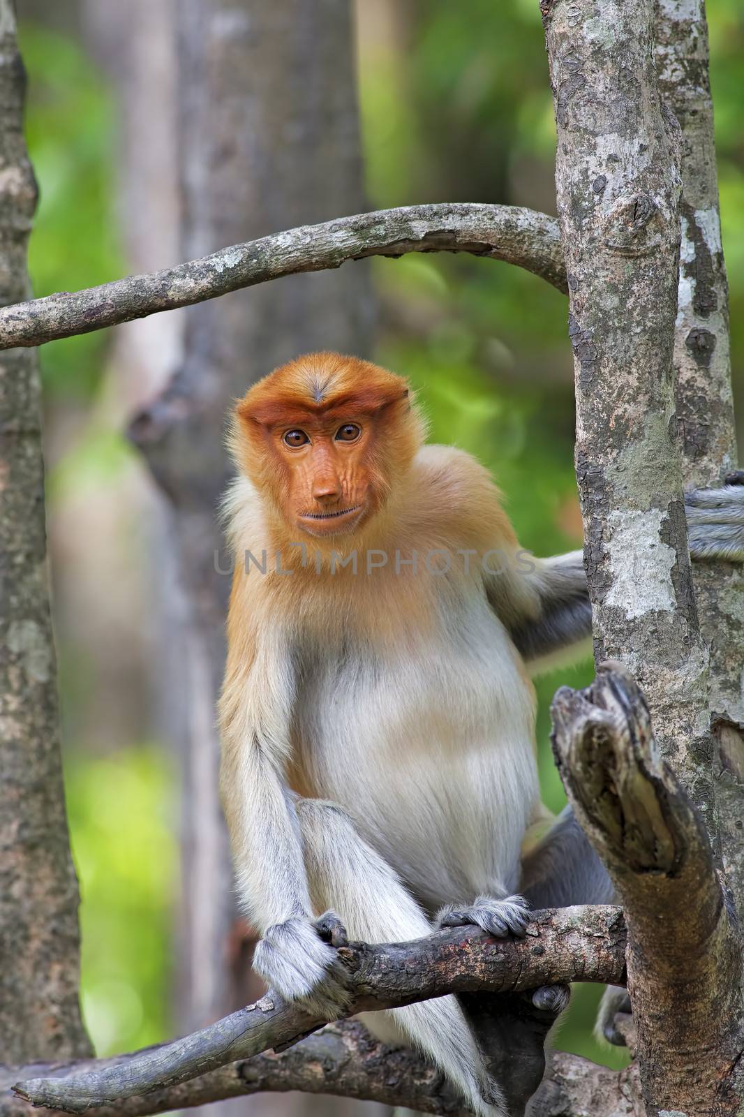 Proboscis monkey in the mangrove in Labuk Bay, Borneo