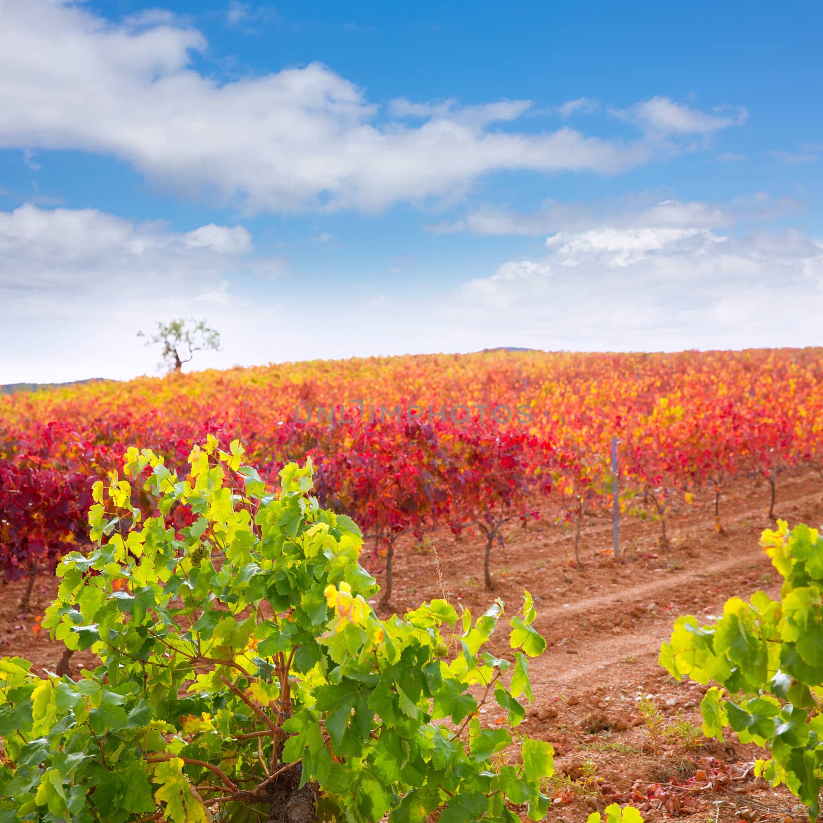 Carinena and Paniza vineyards in autumn red Zaragoza Spain by lunamarina