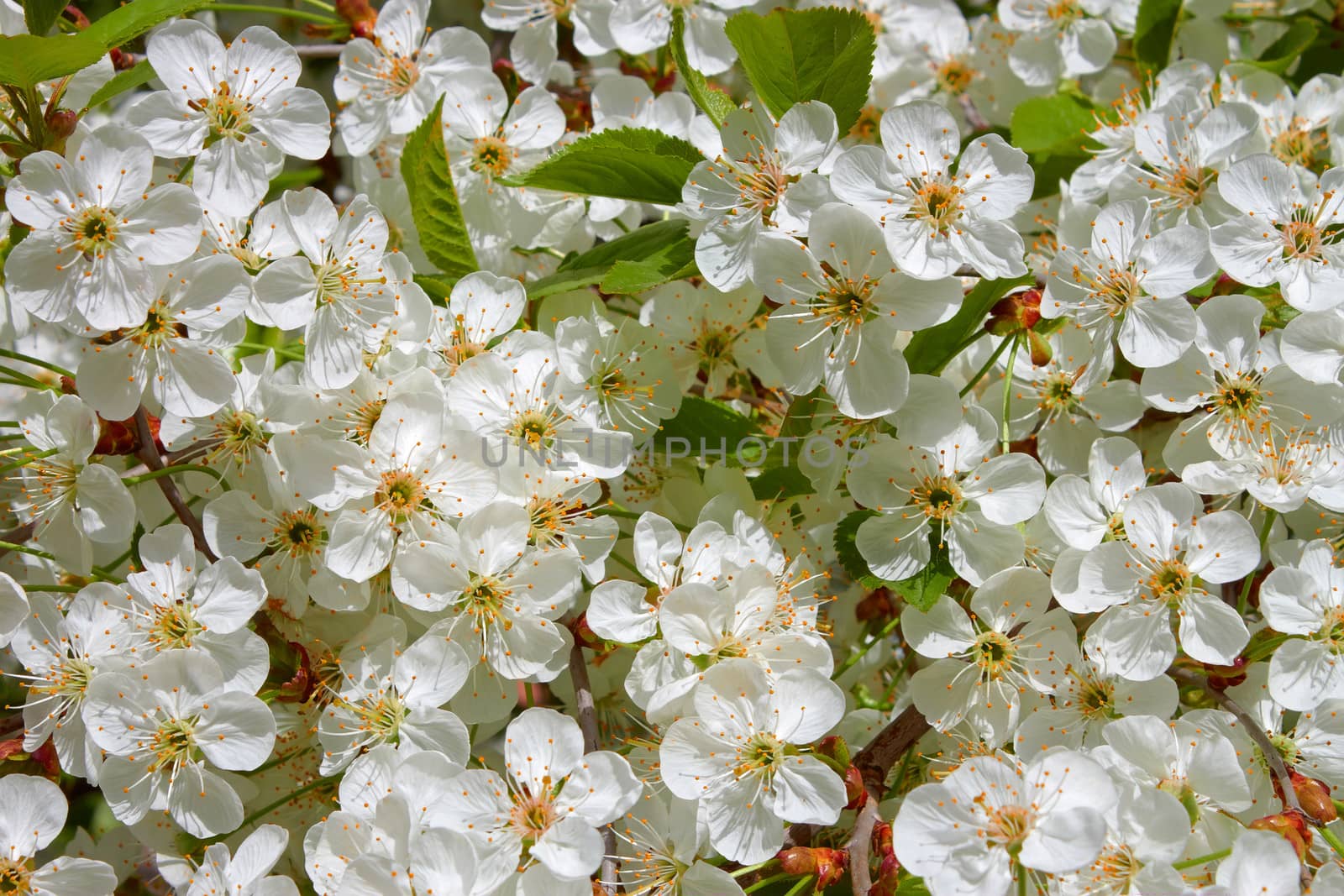 Rapid cherry blossom in spring in bright sunlight as a texture