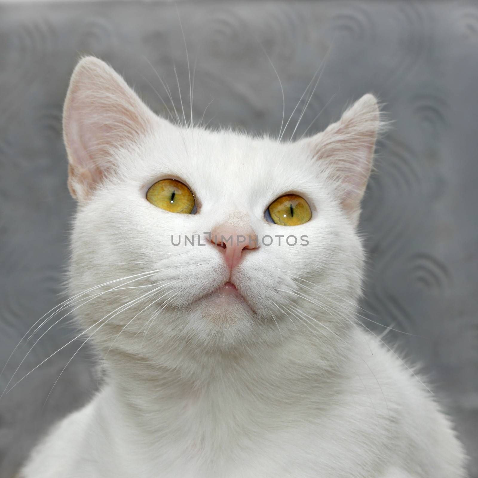 Portrait of a white cute domestic cat close up on a background of gray wall