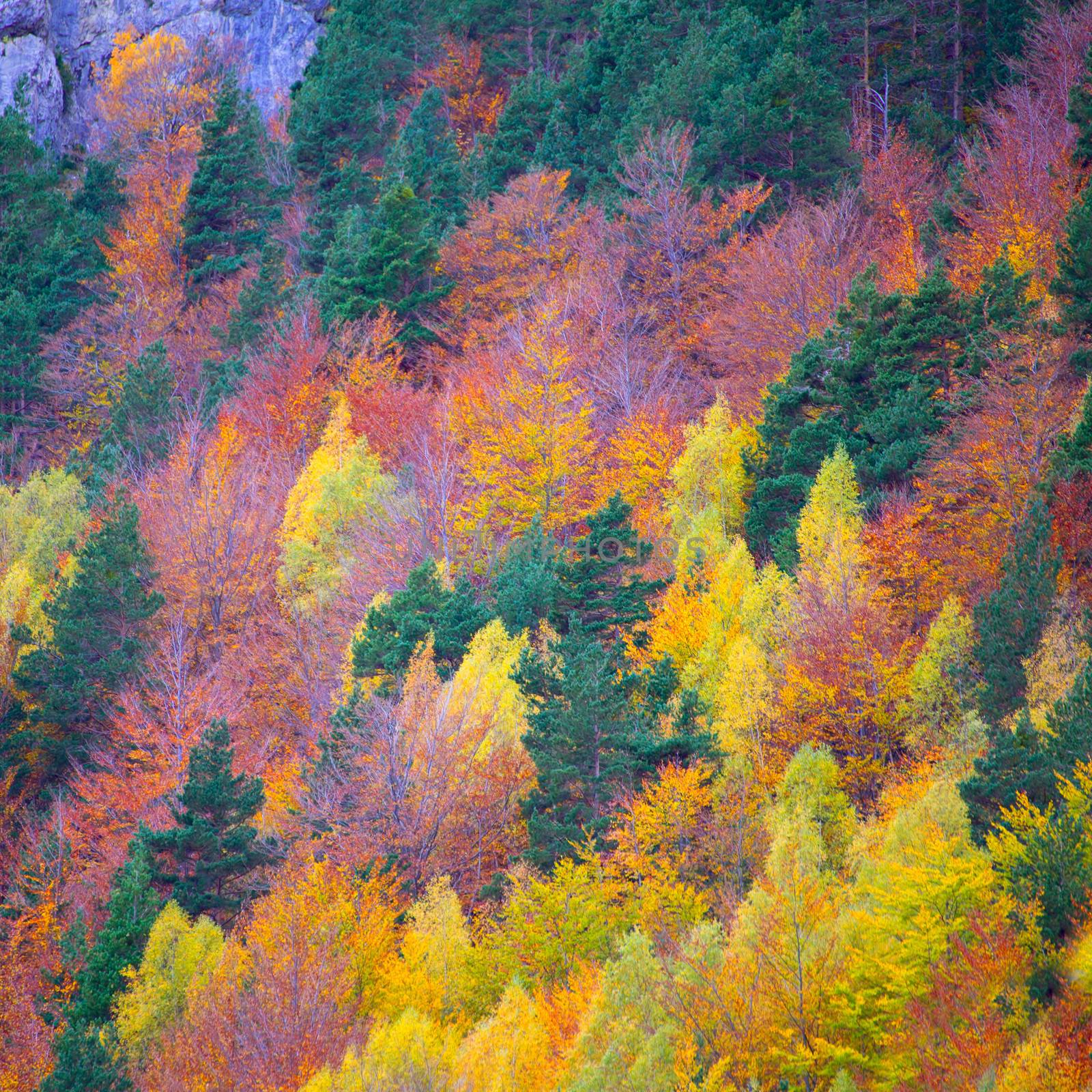 Autumn fall forest in Pyrenees Valle de Ordesa Huesca Spain