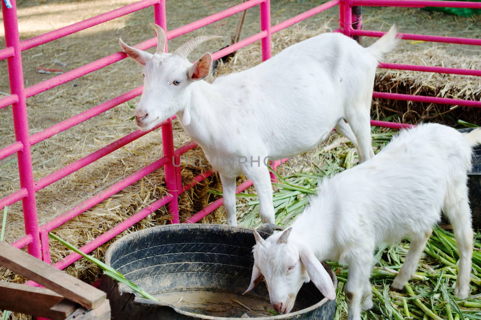 Two white goats feeding in the farm.