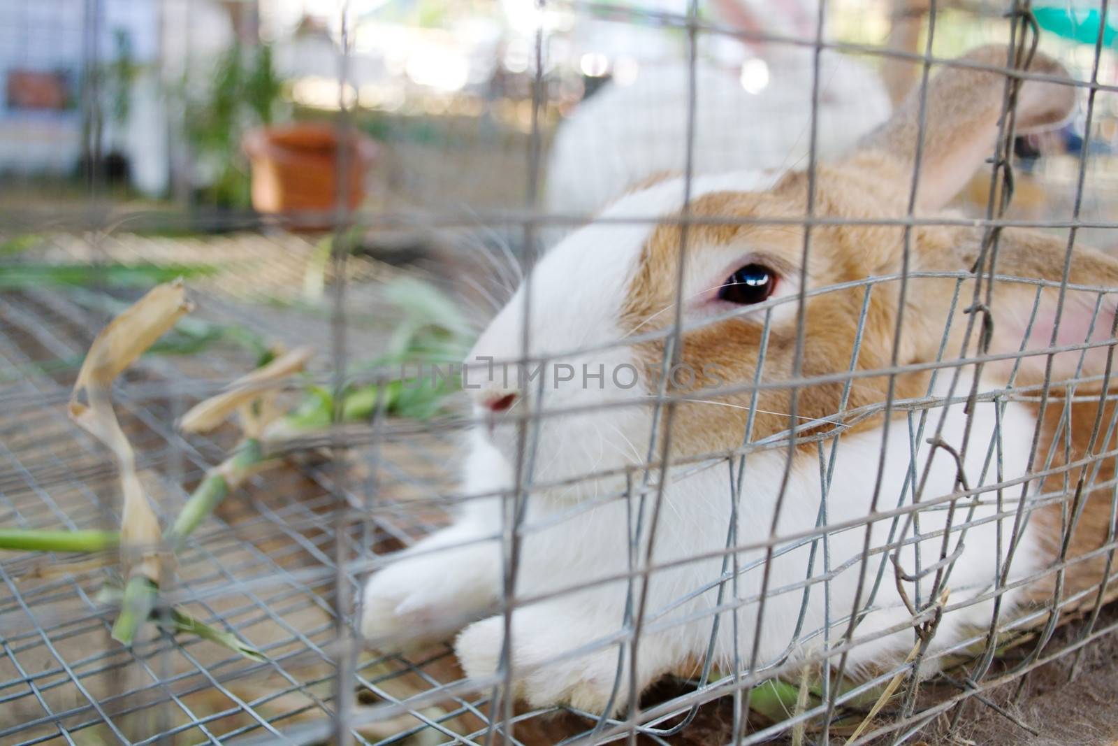 White rabbit was placed in a cage.