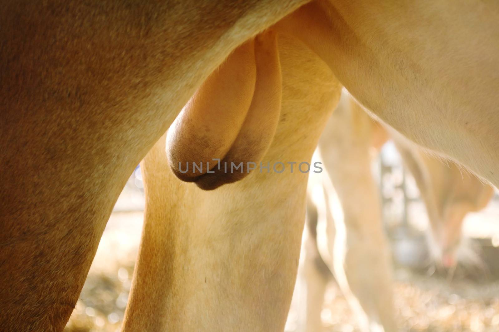 testicles of bull in farm with morning light