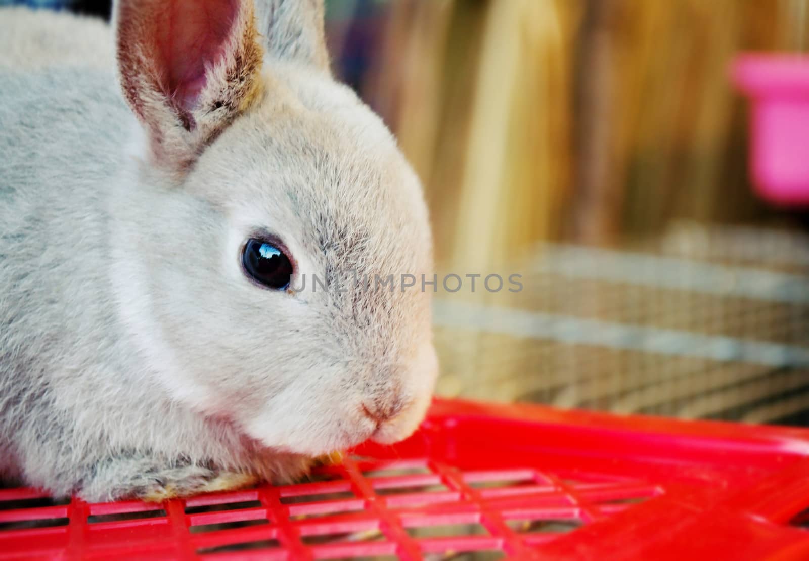 Gray bunny with big eyes on the basket.