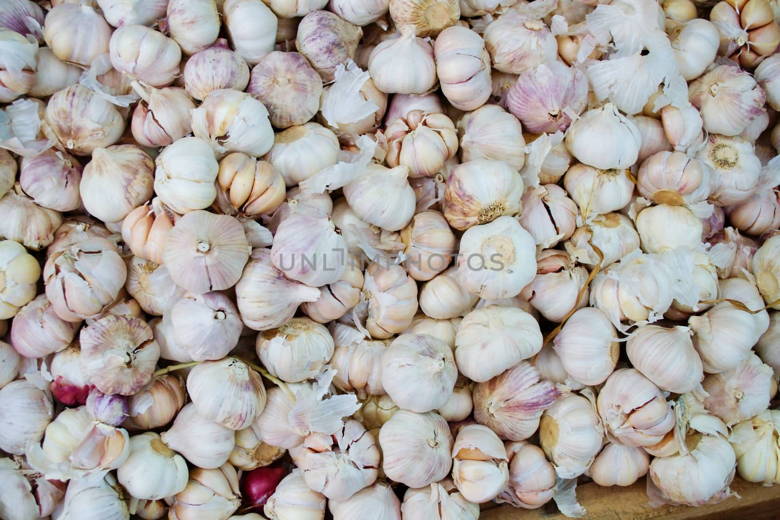White Garlic by apichart