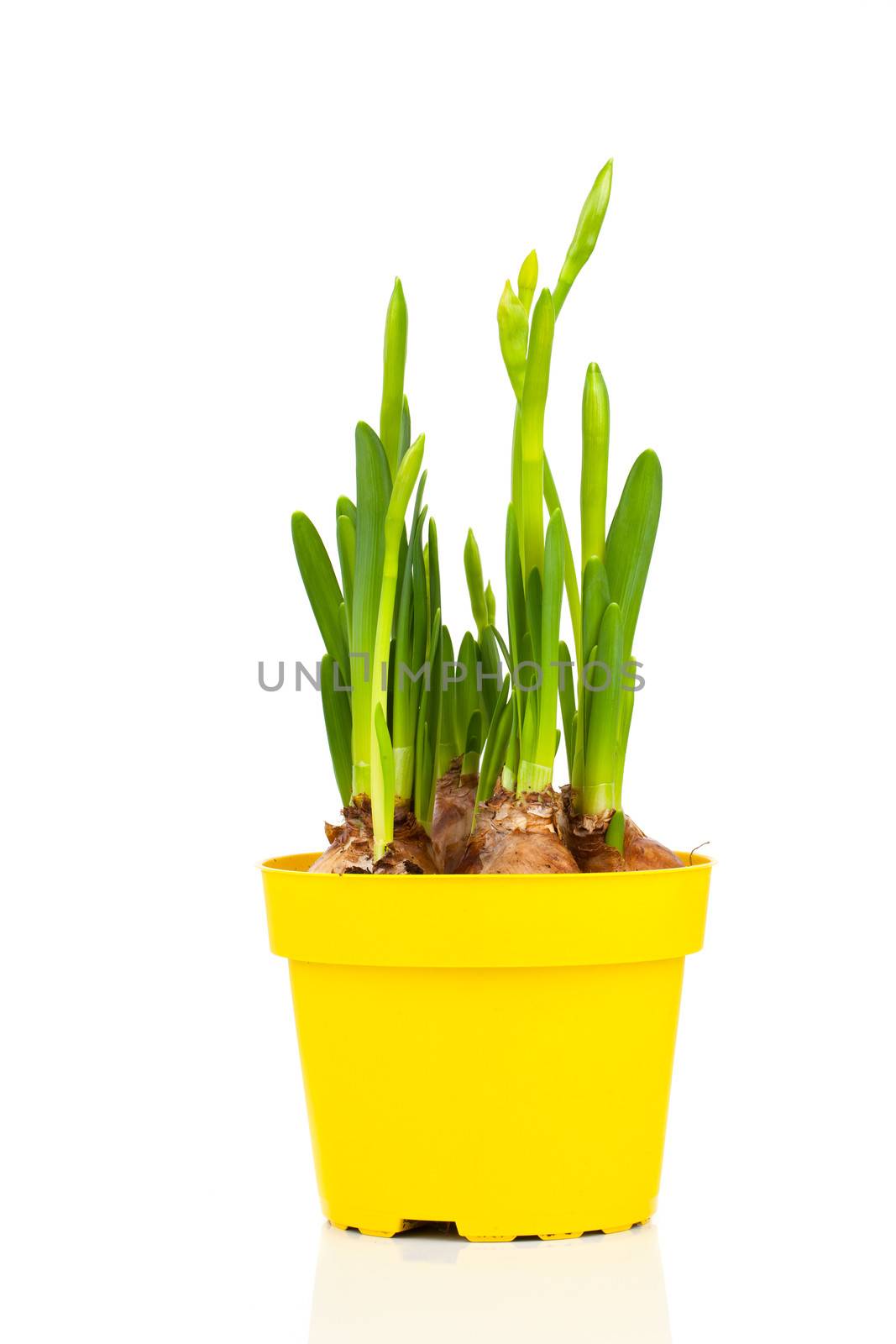 spring bud narcissus flowers in pot on white background by motorolka