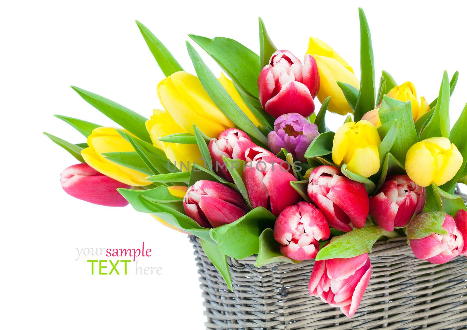 spring tulips in wooden basket, on white background. happy mothers day, romantic still life, fresh flowers