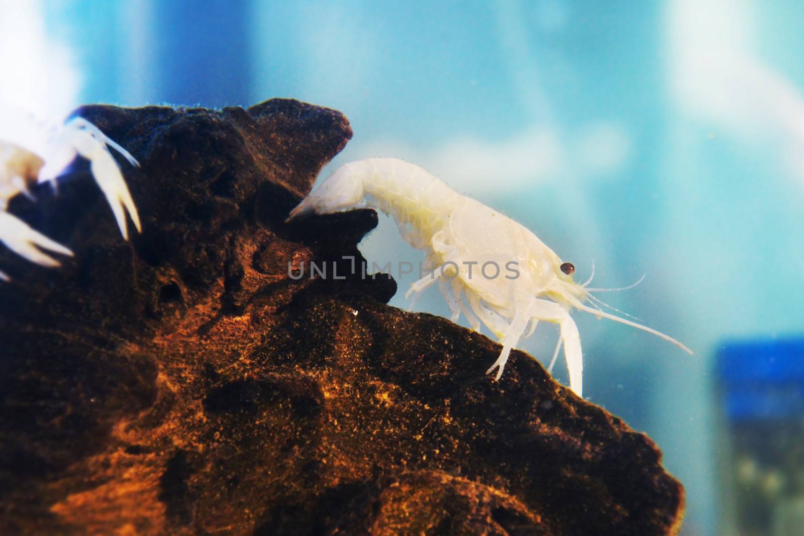 White crayfish in water at Aquarium