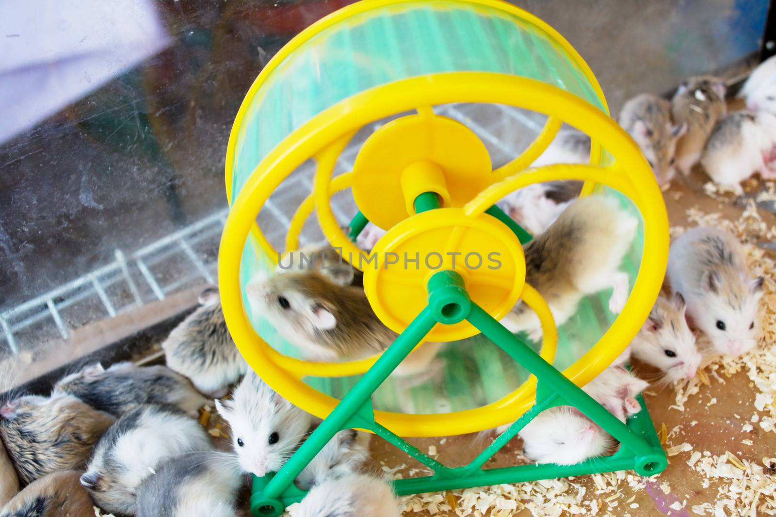 many Hamster running on the wheel.