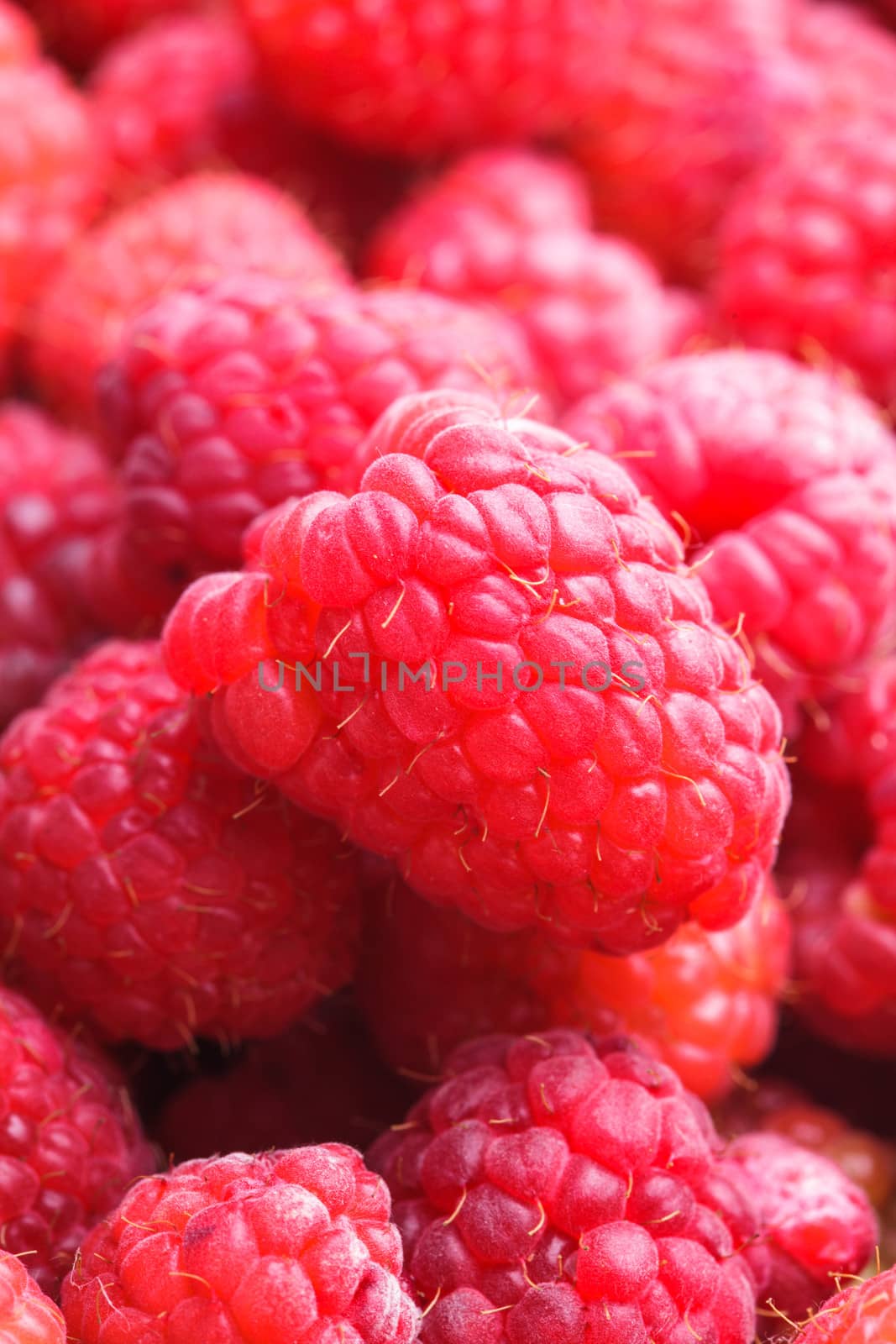 raspberries close up by oksix