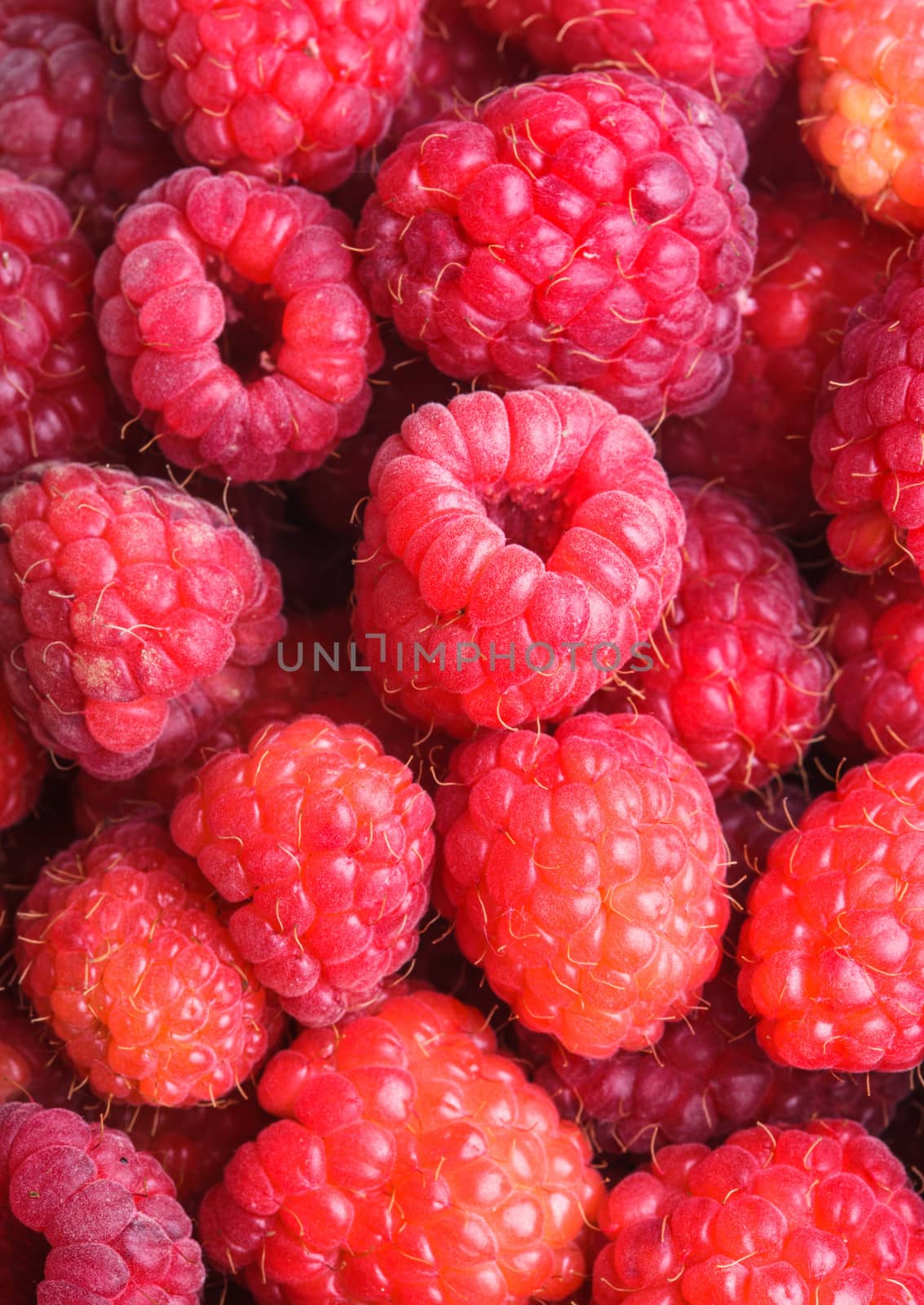 The raspberries close up as a background