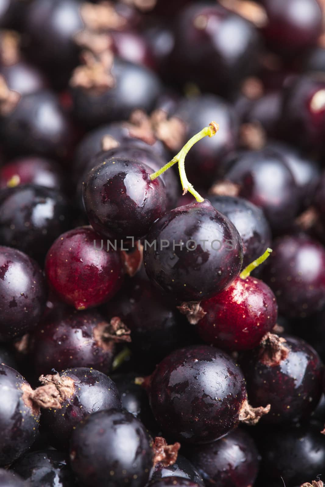 Black currant fuits as a background