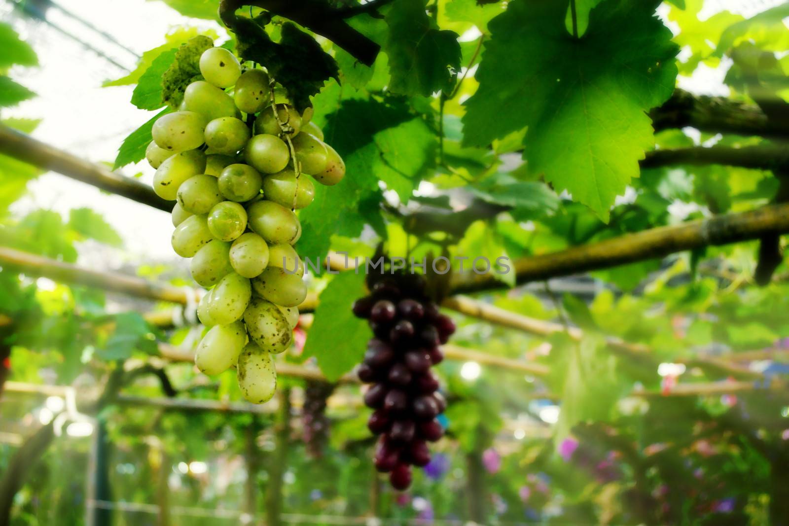Green grapes by apichart
