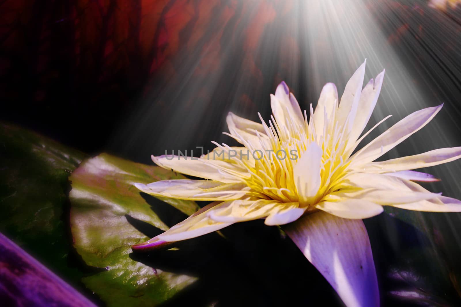 White lotus blooming in the bathwith light beam