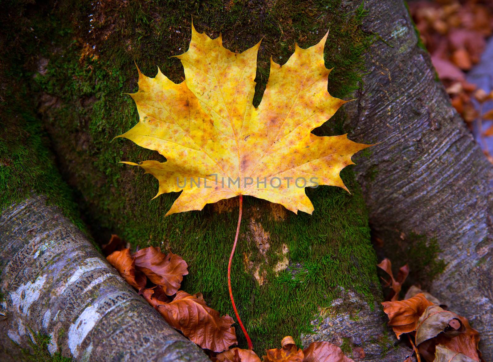 Autum alamo yellow leaf in a beech fall forest in Pyrenees Ordesa Valley spain