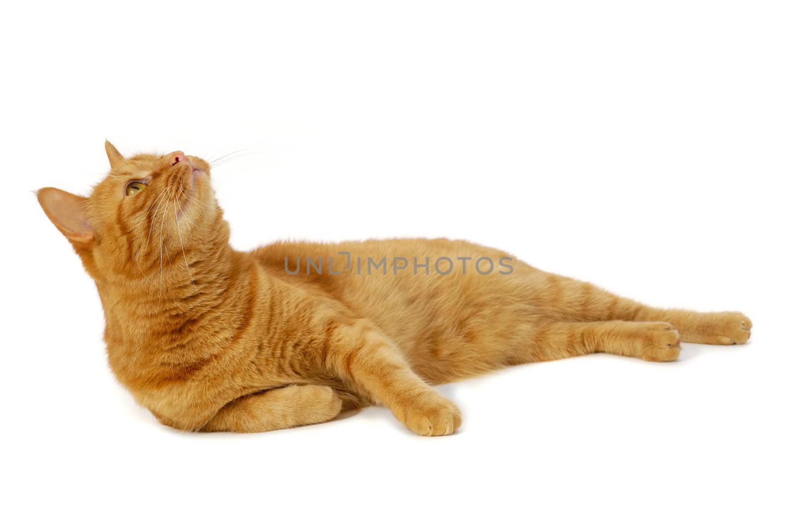 Red cat is resting on a white background looking up