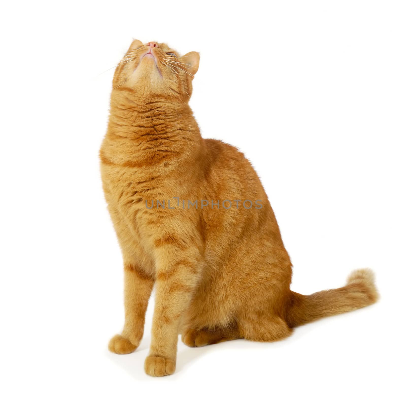 Red cat sitting on a white background