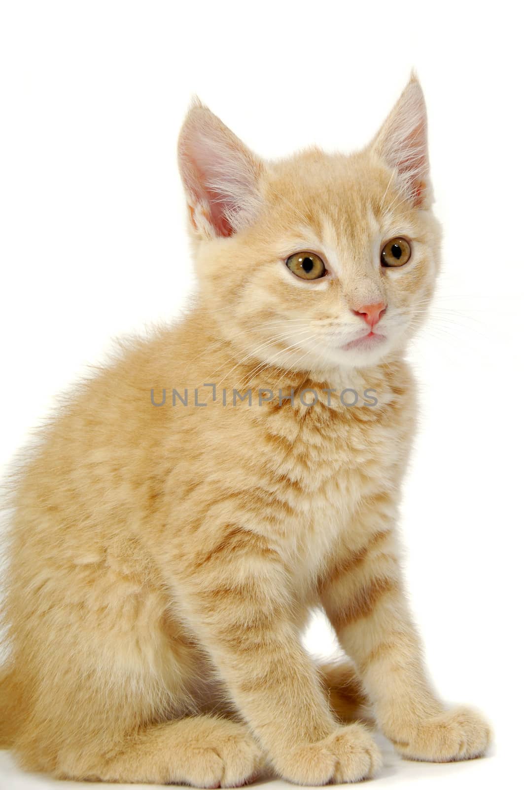 A kitten is sitting on a white background