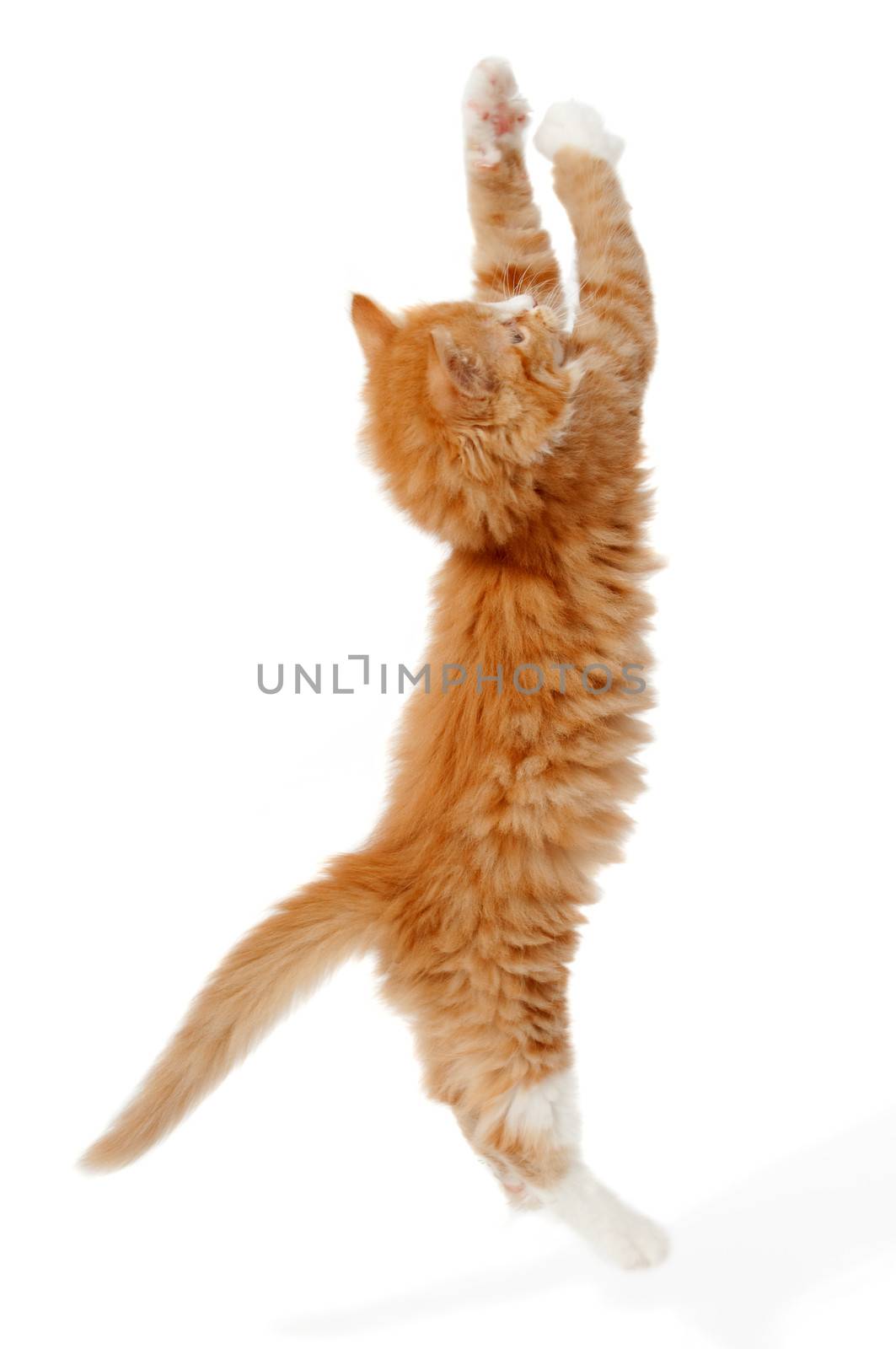 Jumping kitten by cfoto
