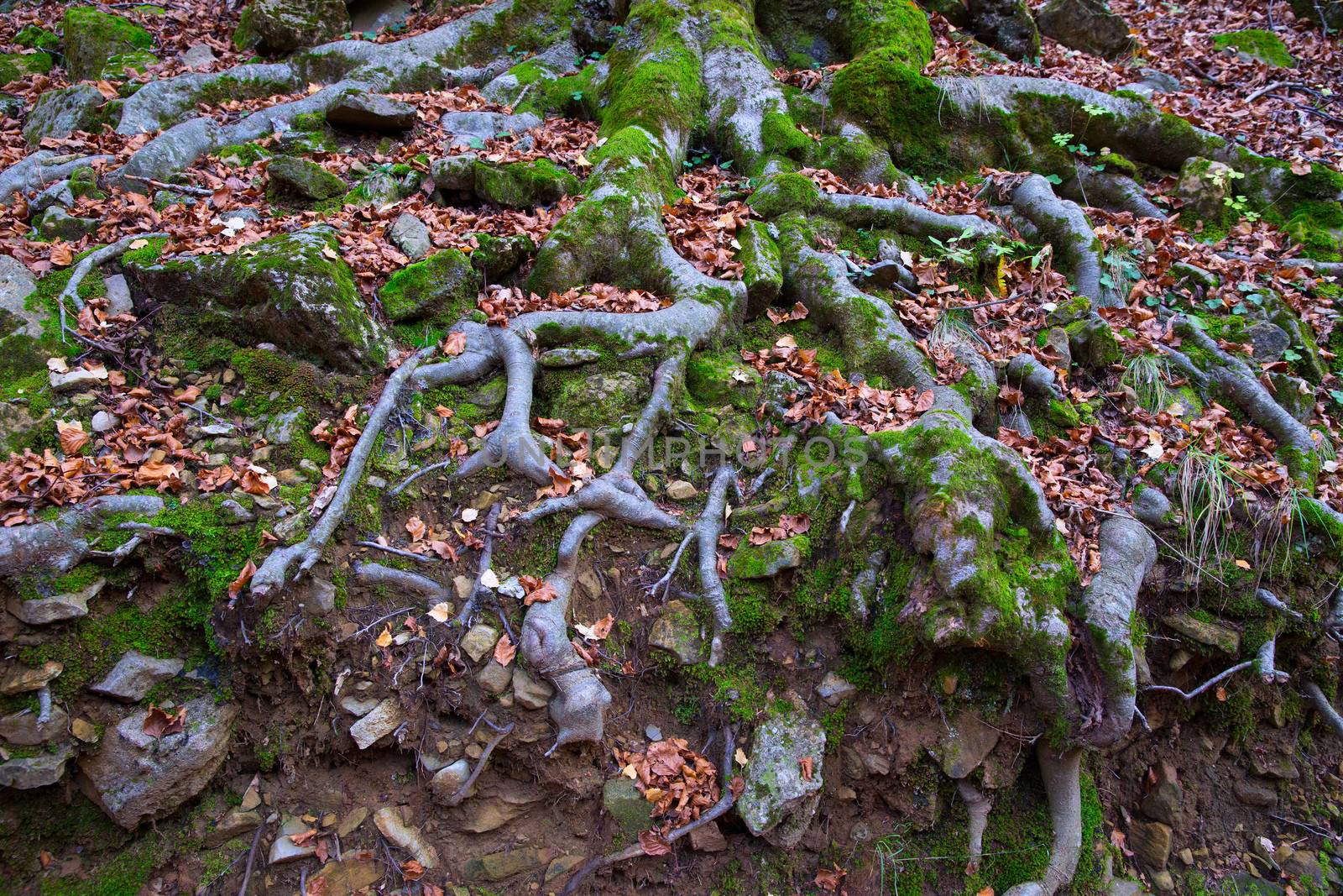 Autumn beech tree forest roots in Pyrenees Valle de Ordesa by lunamarina