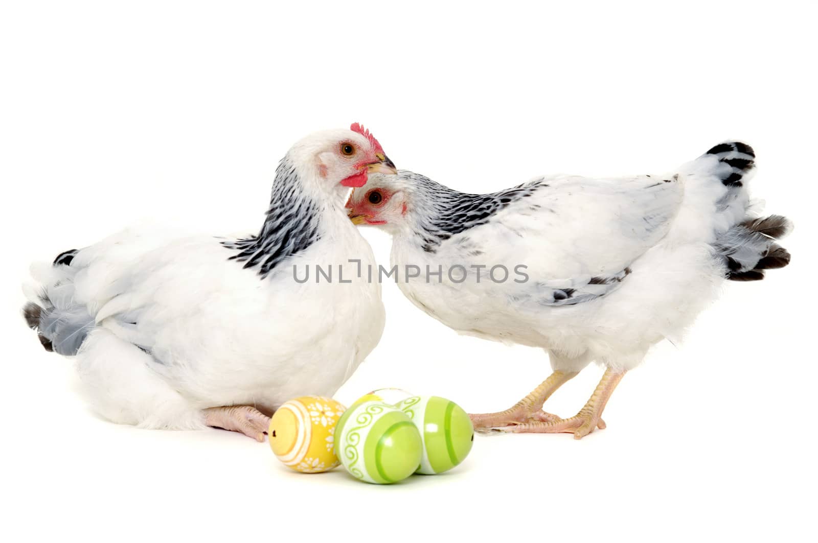 Chickens with easter eggs. Isolated on a white background.