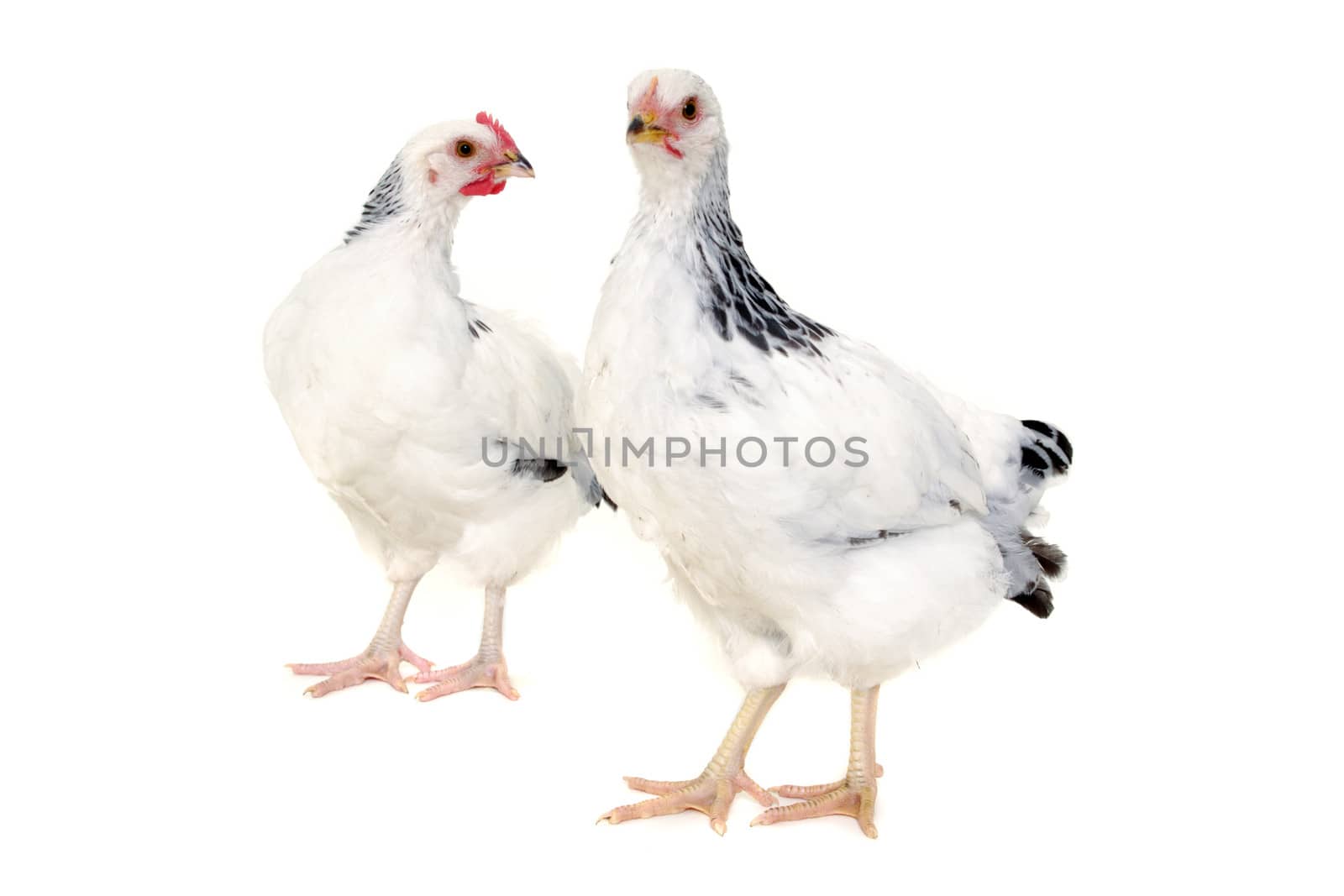 Chickens is standing and looking. Isolated on a white background.