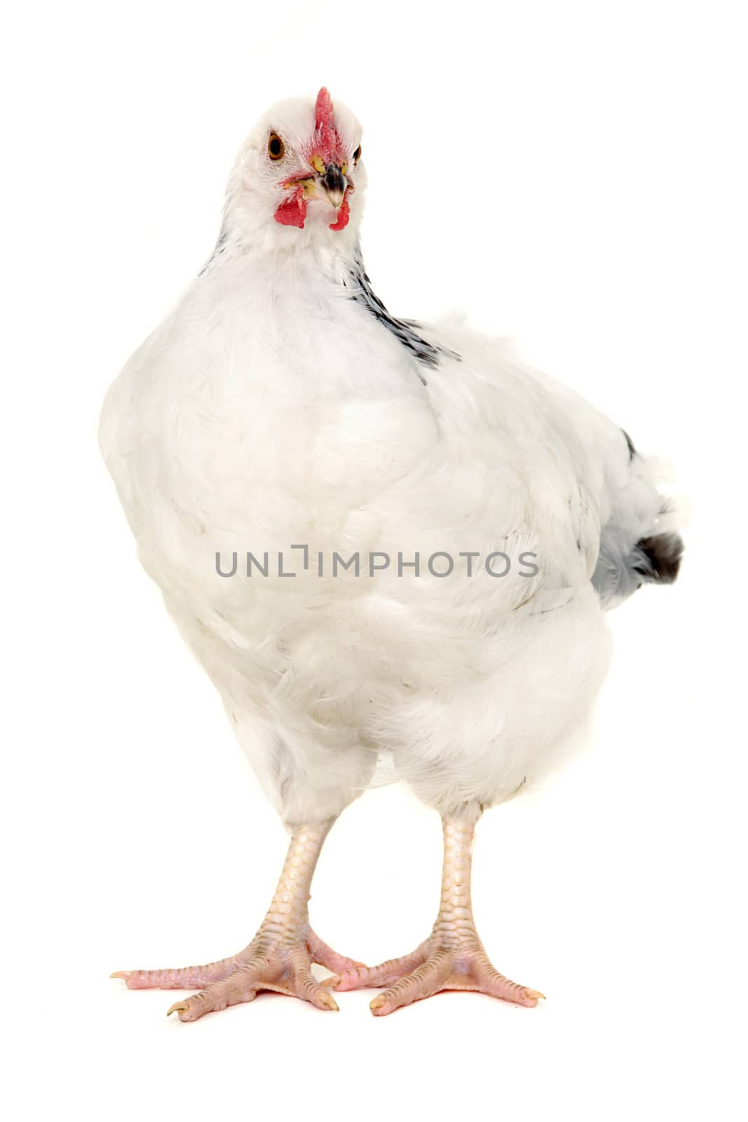 Hen is standing and looking on a white background.