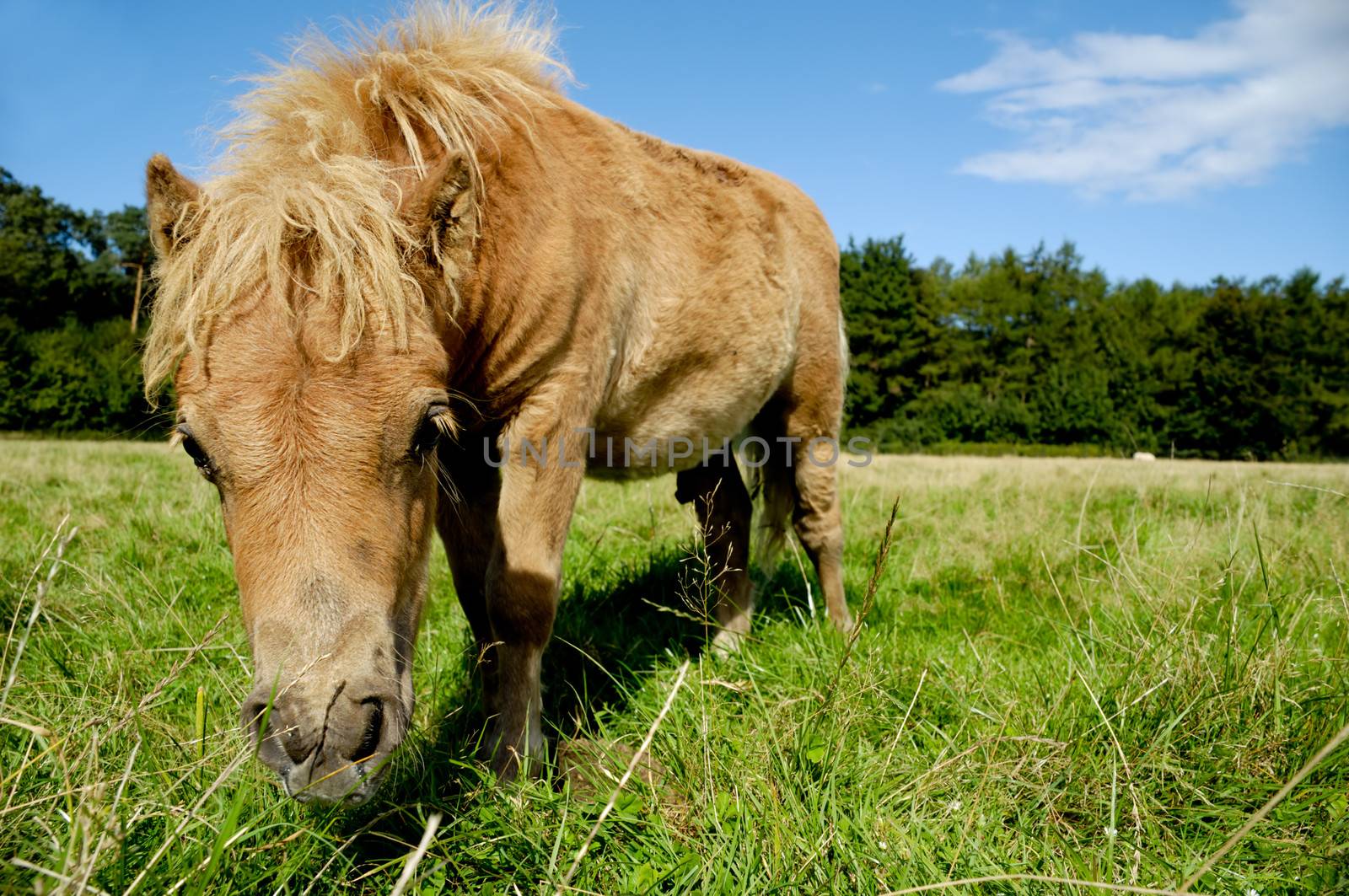 Foal is eating grass by cfoto