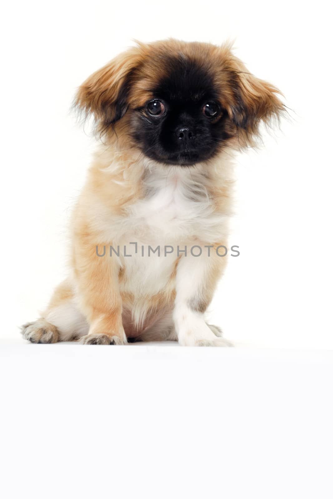 Puppy dog and blank sign by cfoto
