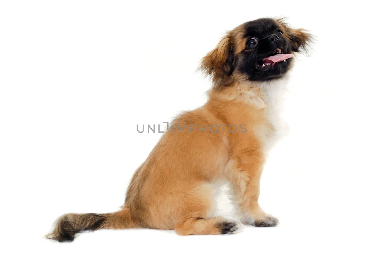A sweet and happy puppy dog is sitting and resting on a white background