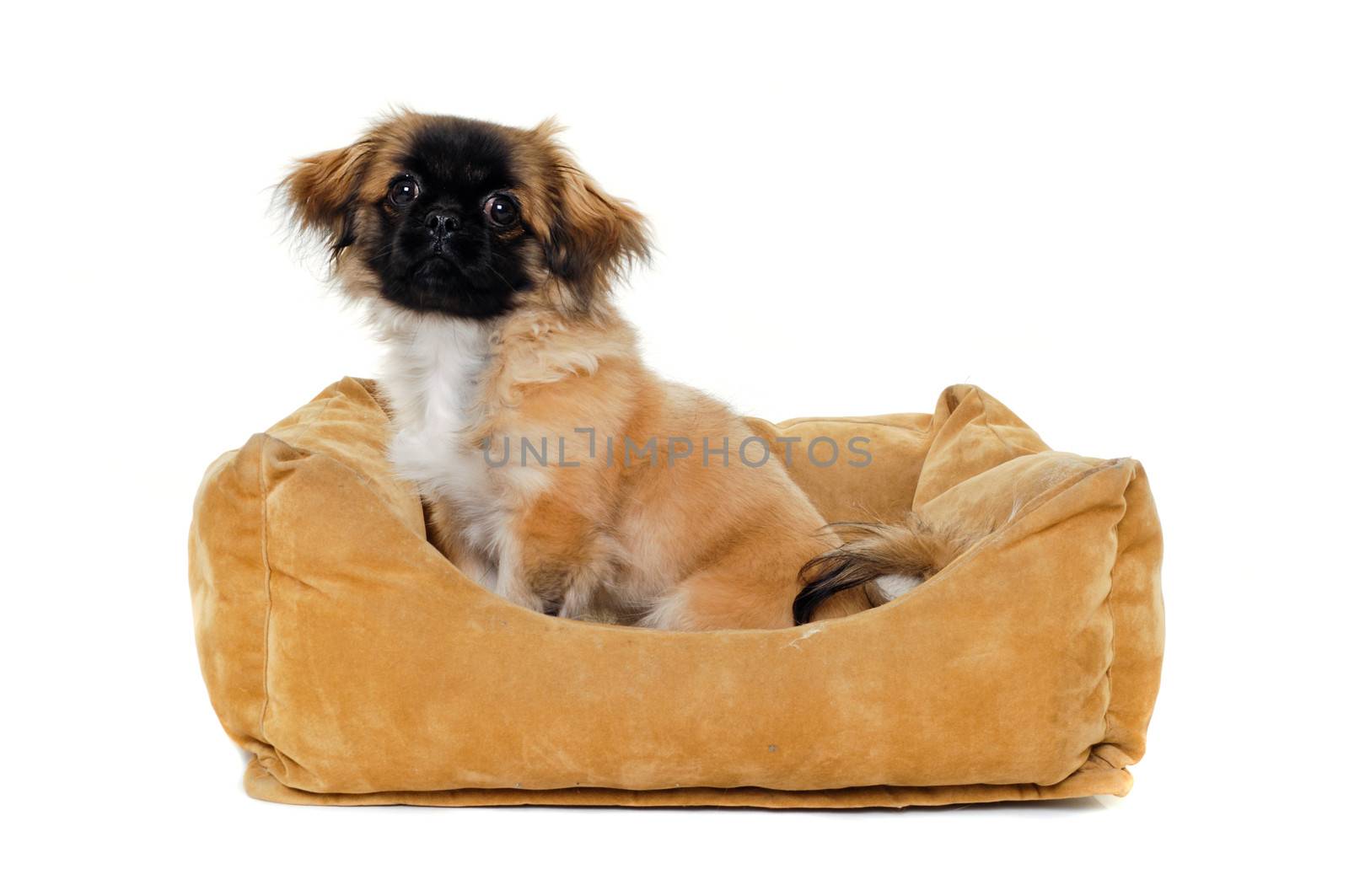 A sweet puppy is resting in a dog bed. Taken on a white background