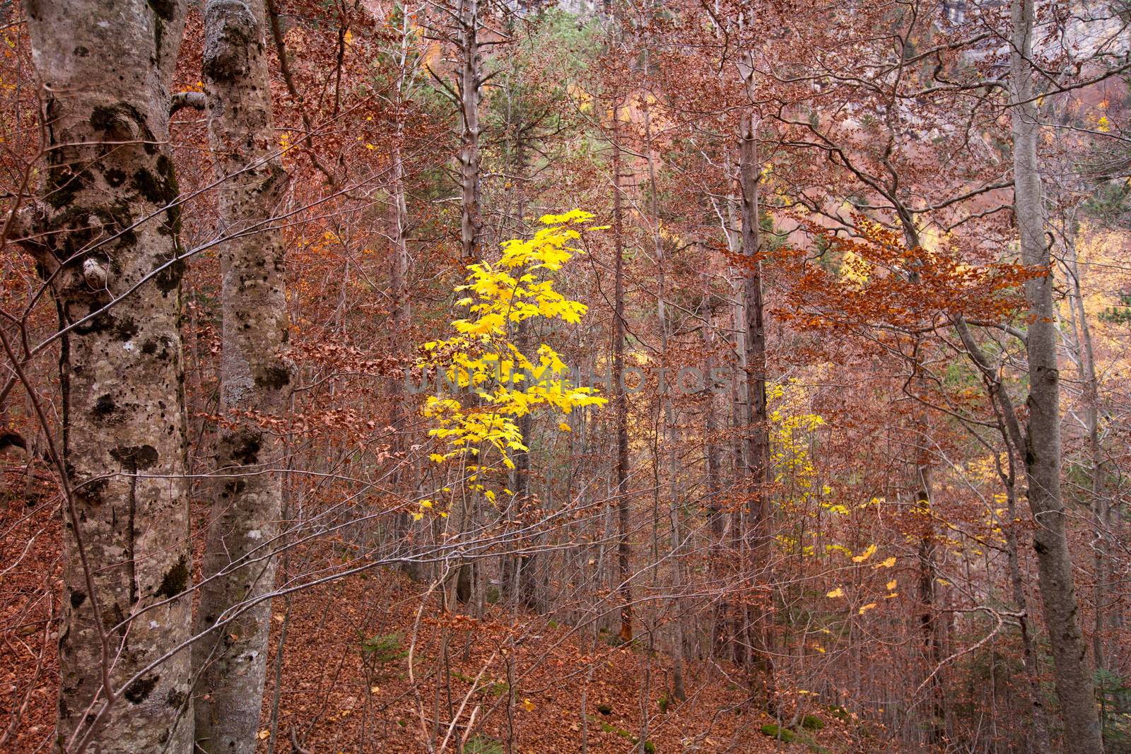 Autumn beech fall forest in Pyrenees Valle de Ordesa Huesca Spain