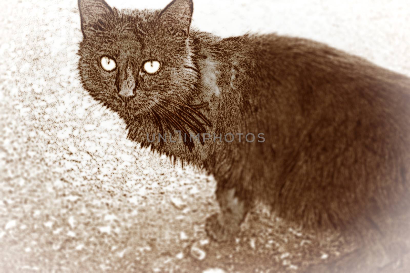 Cat illustration with blurred frame