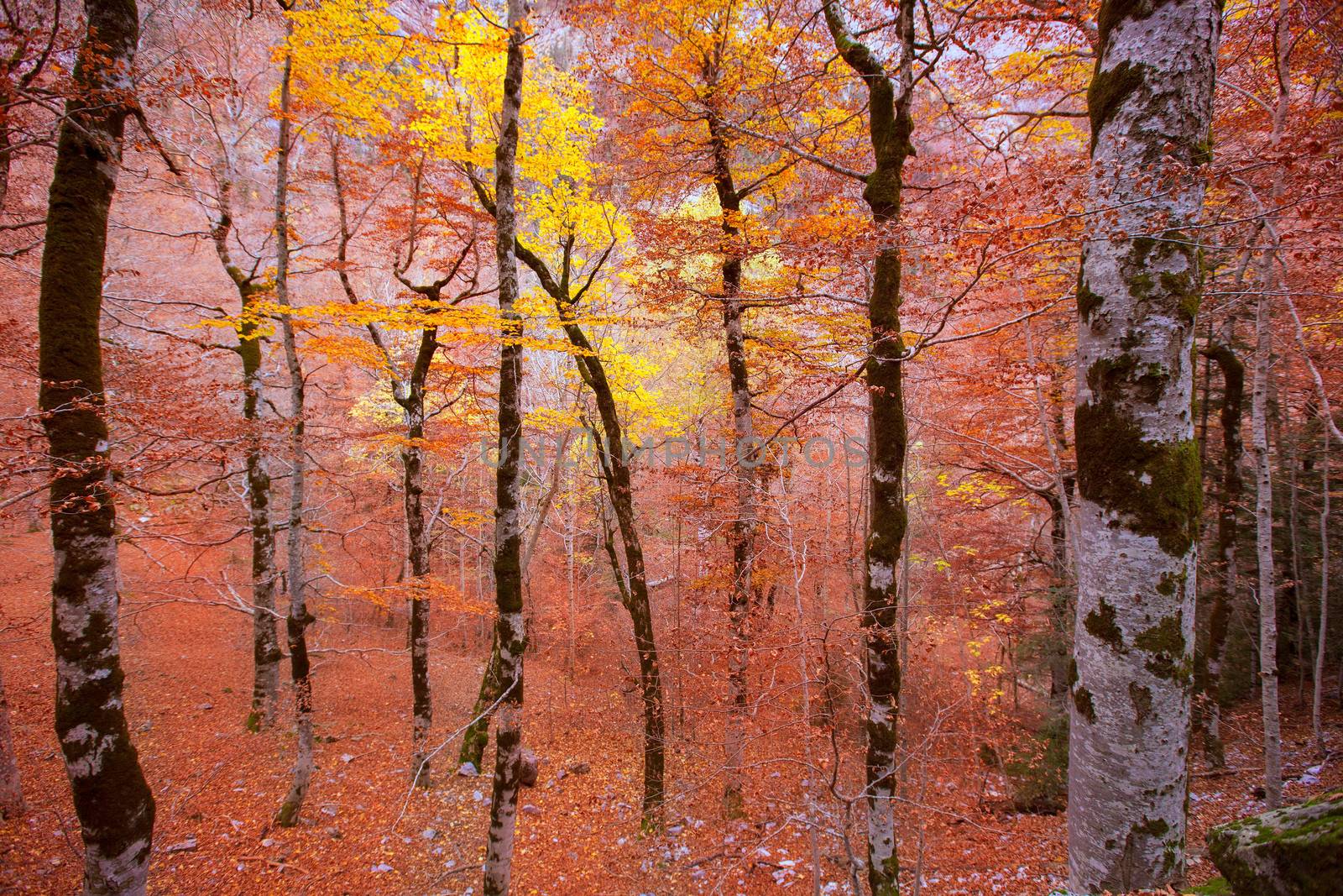 Autumn forest in Pyrenees Valle de Ordesa Huesca Spain by lunamarina