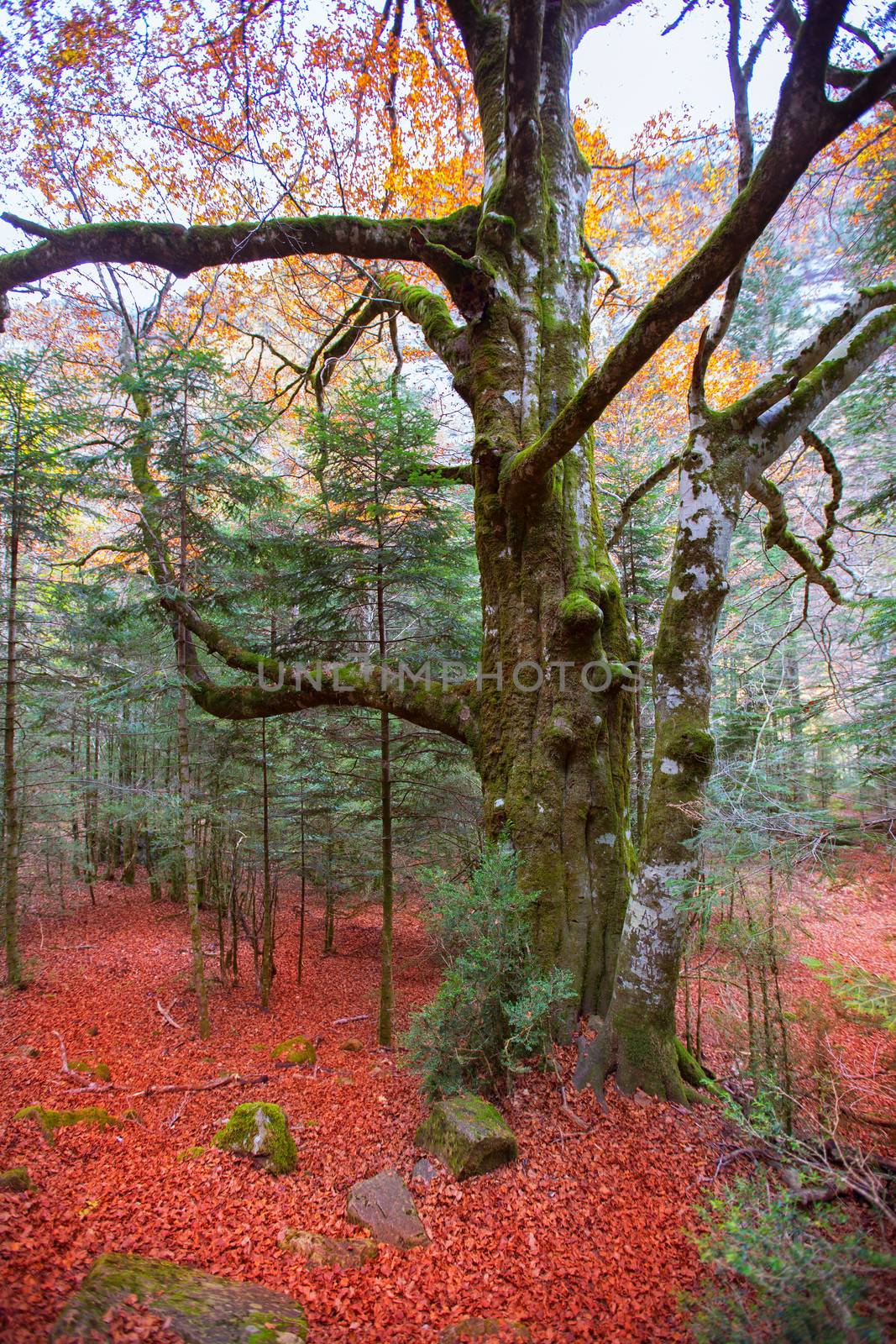 Autumn forest in Pyrenees Valle de Ordesa Huesca Spain by lunamarina