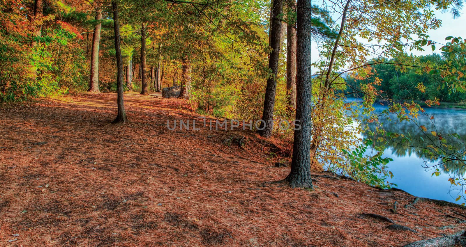 HDR landscape of a forest and pond.