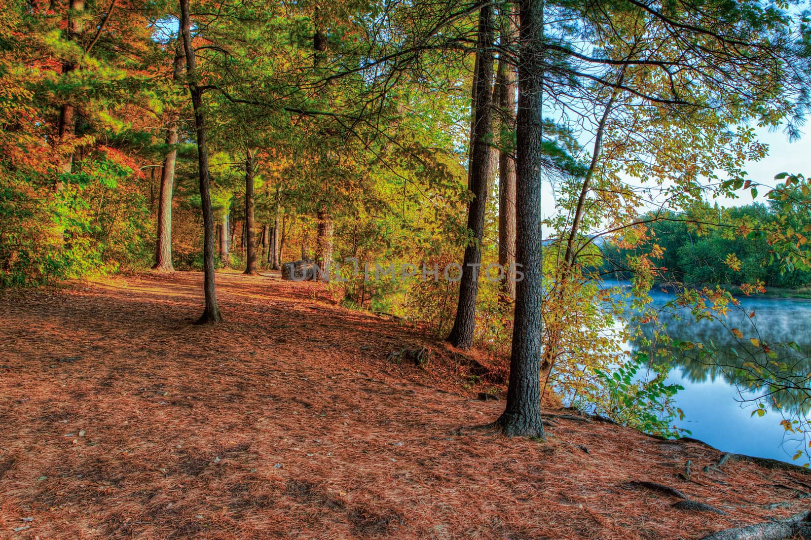 HDR landscape of a forest and pond.