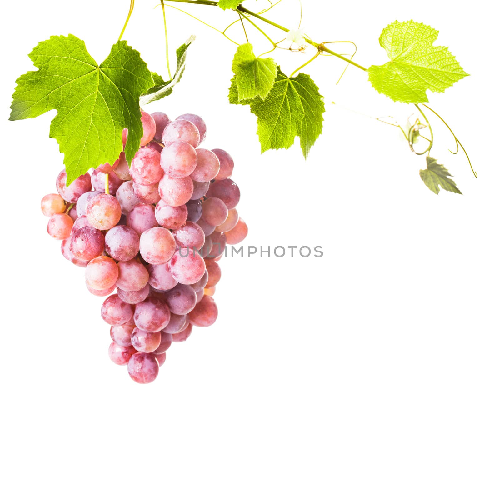 Big red grapes with green leaves isolated on white background