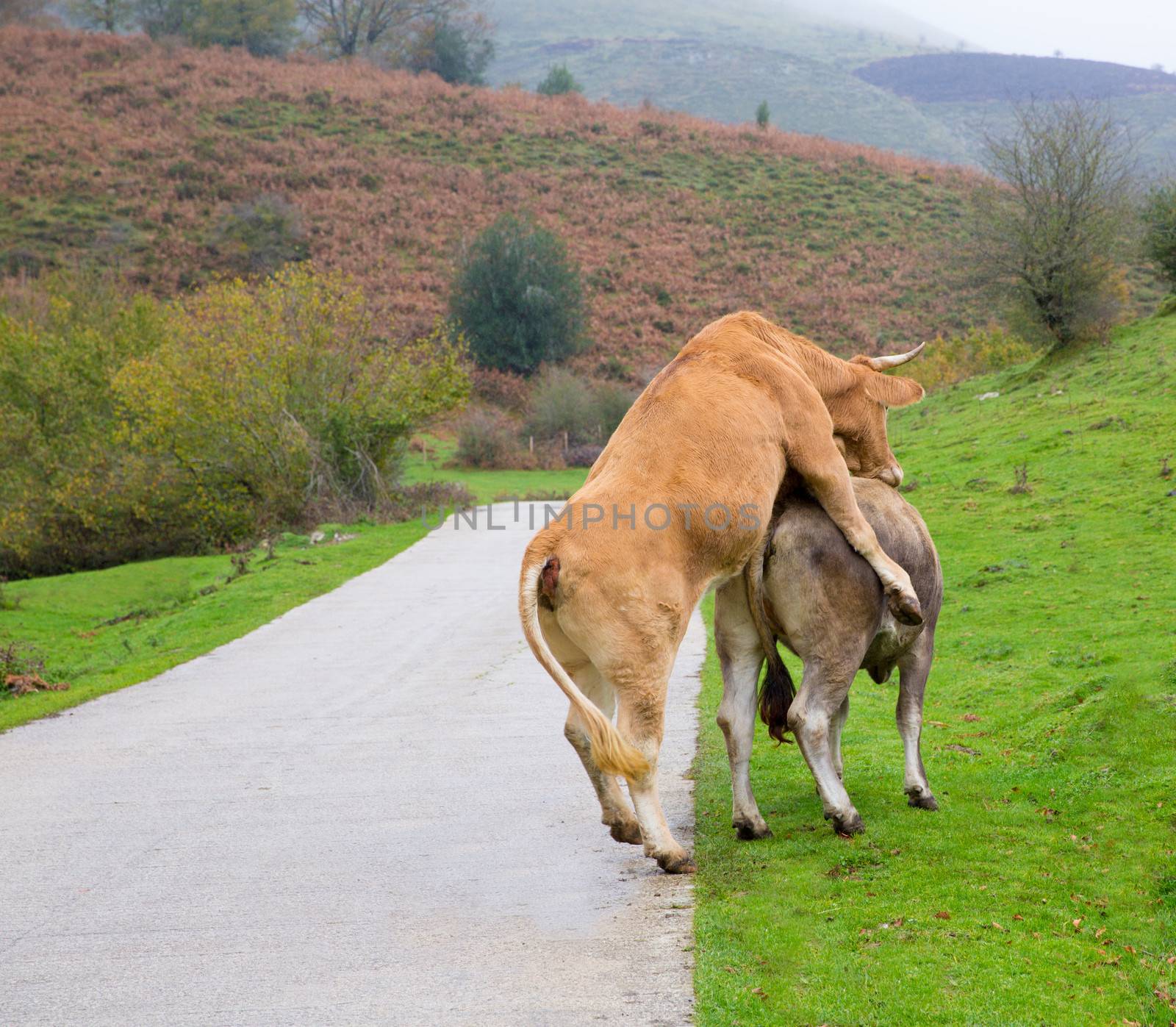 Cows in love pretending intercourse in Pyrenees road meadow