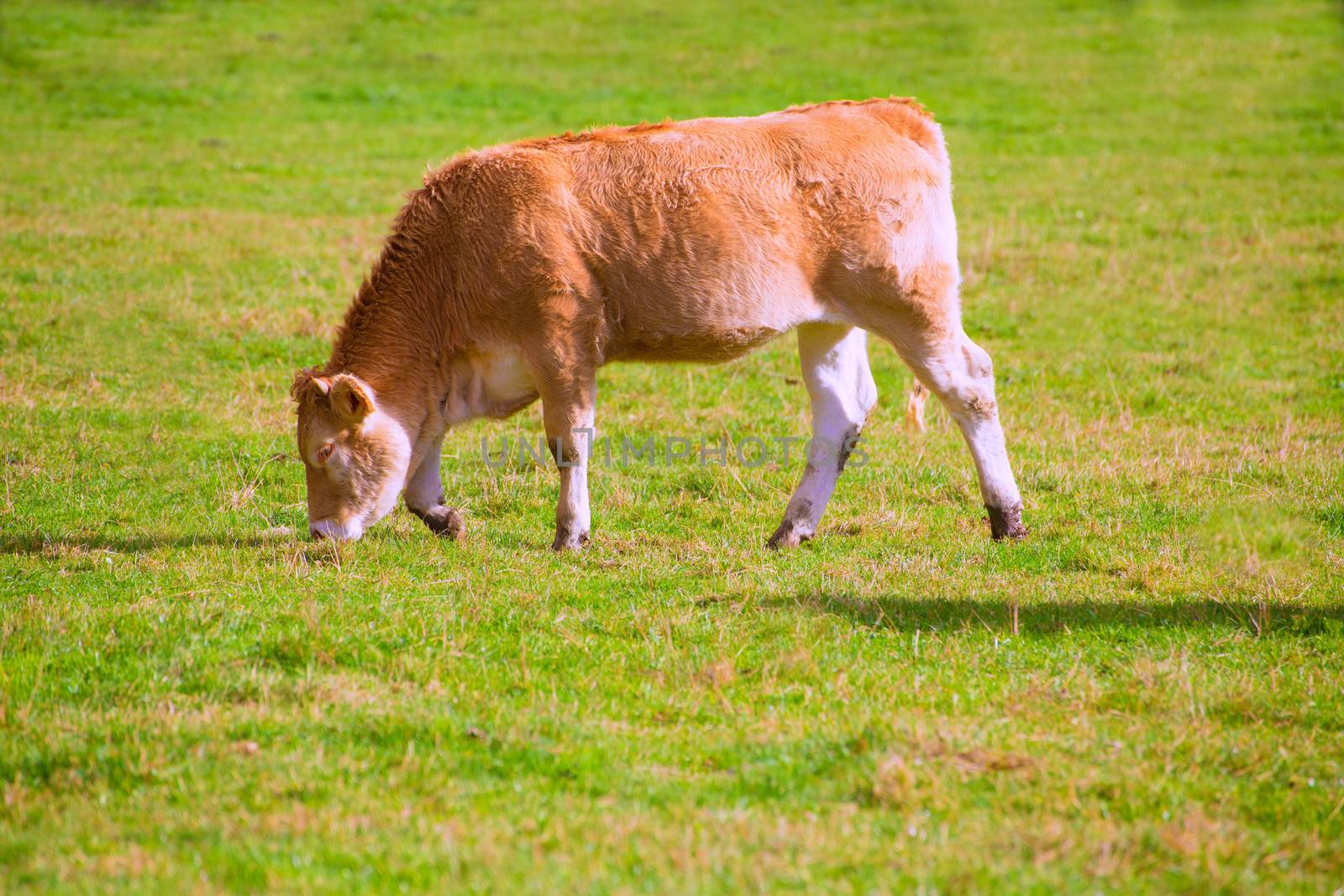 Cows grazing in Pyrenees green autumn meadows at Spain by lunamarina