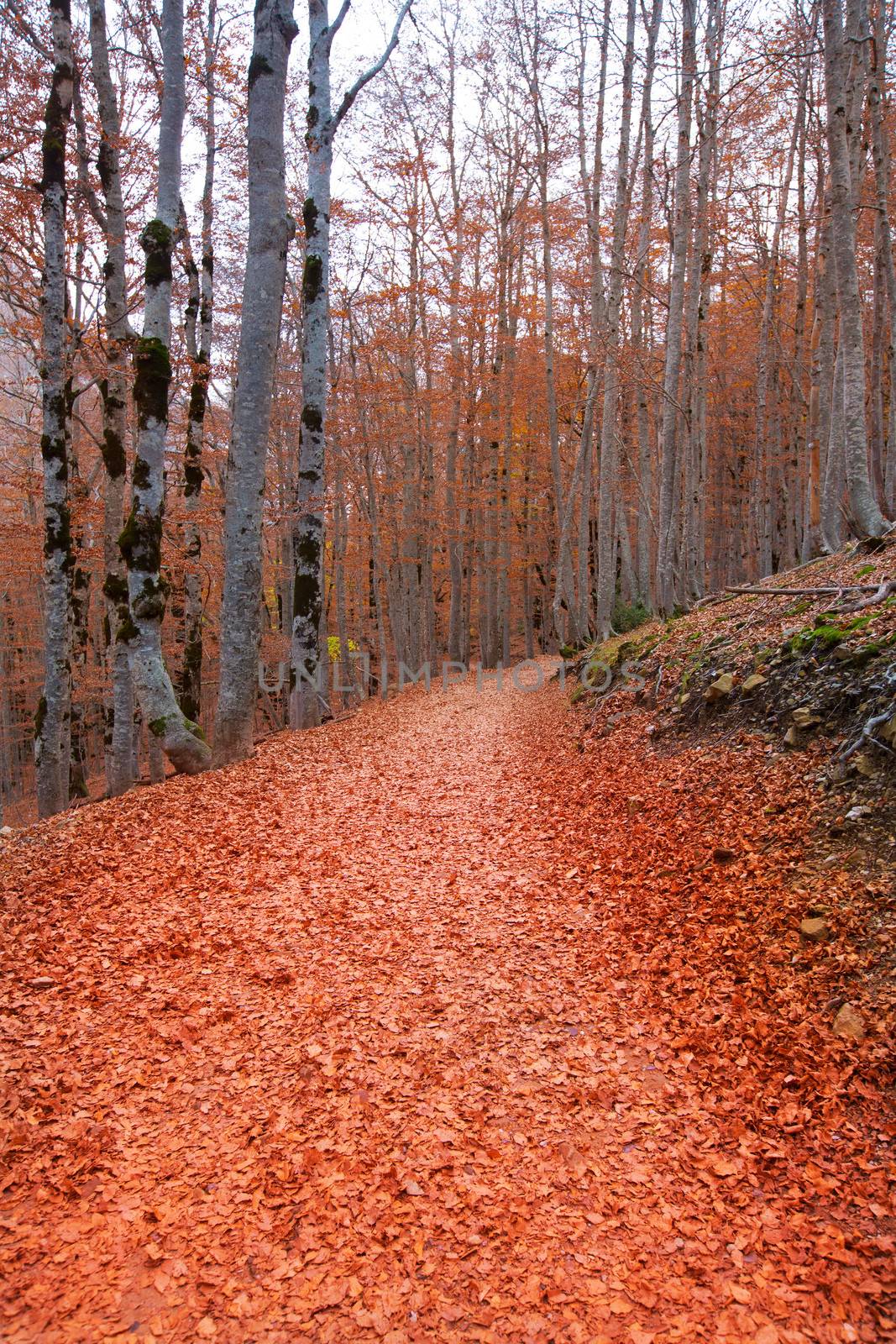 Autumn forest in Pyrenees Valle de Ordesa Huesca Spain by lunamarina