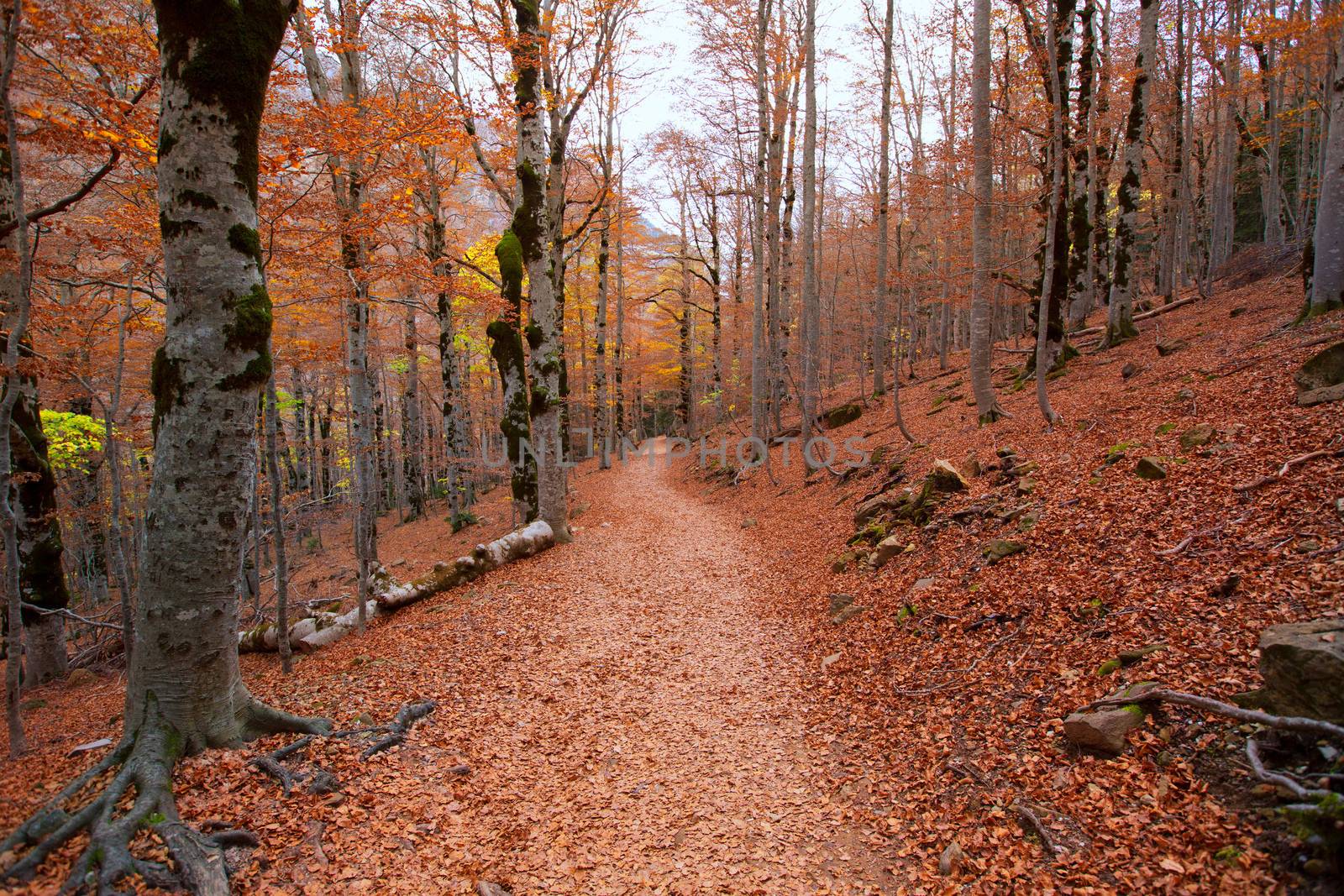 Autumn forest in Pyrenees Valle de Ordesa Huesca Spain by lunamarina